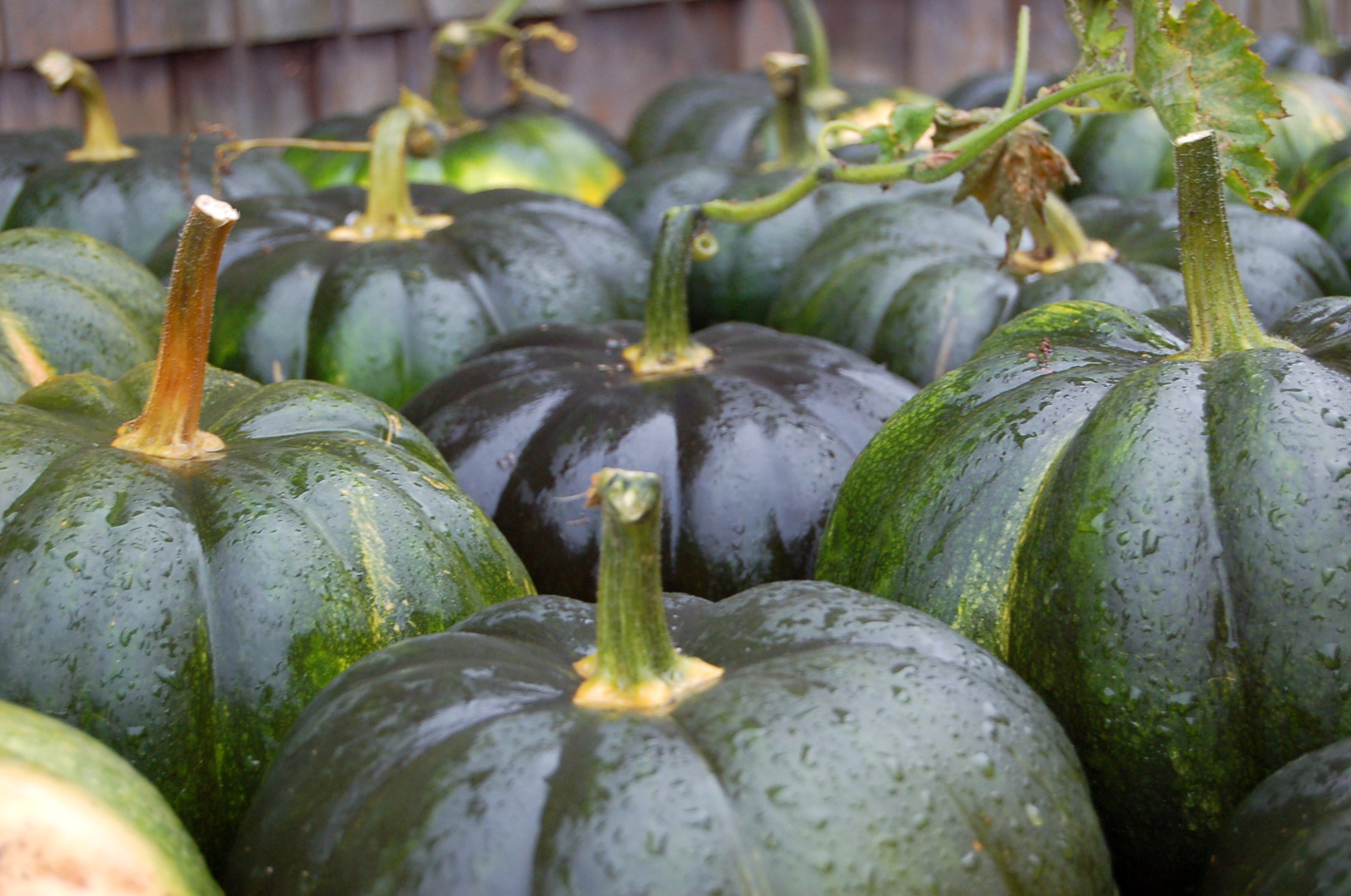 New Hampshire, farm, agriculture, lot, pumpkin, fruit, organic, squash, autumn, New England, 1080P, food, Pumpkins, nature, green, freshness, ripe, NH, HD Wallpaper