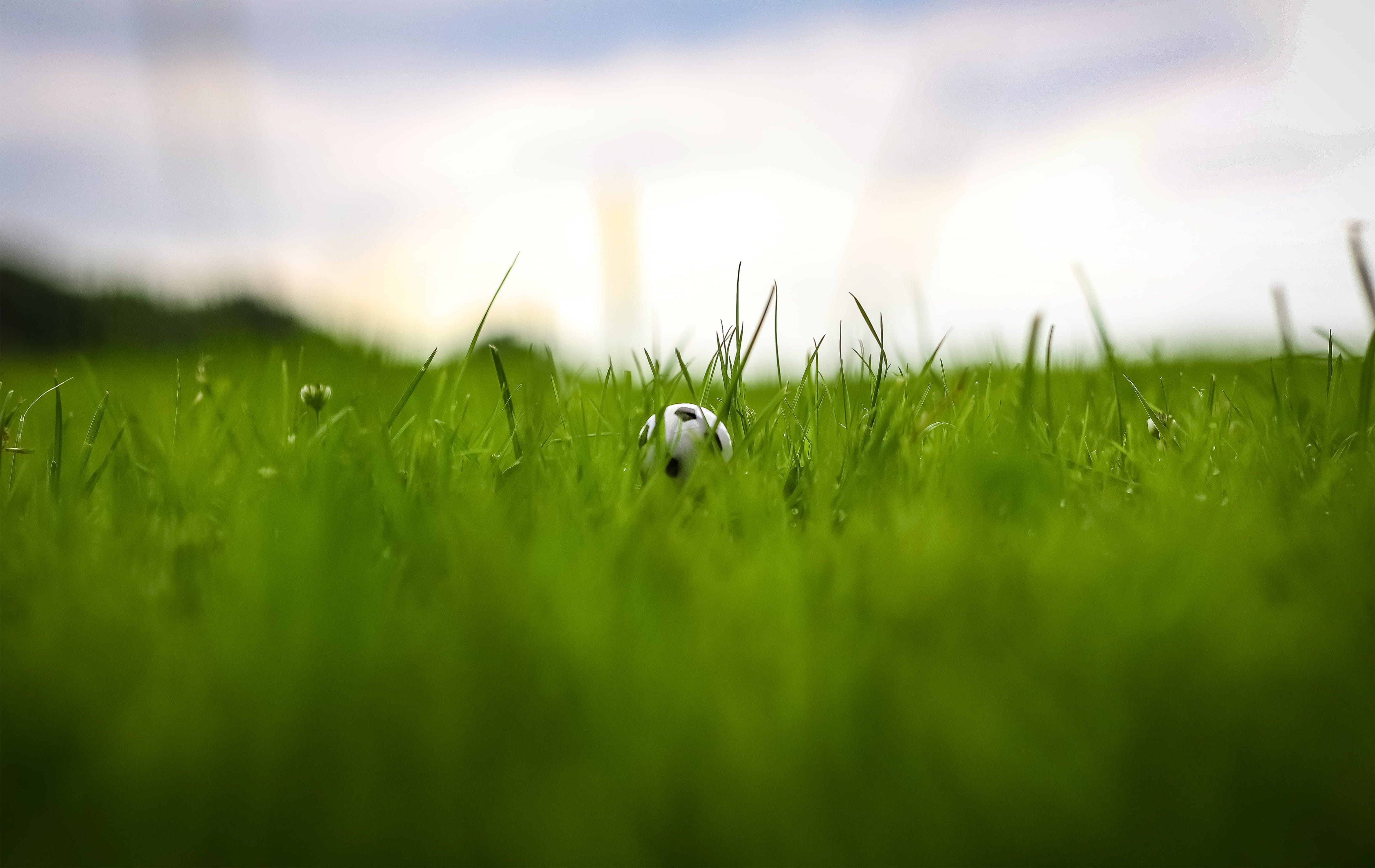 domestic, ball, hamburg, field, pets, growth, little, grassland, germany, grass, green, lawn, 4K, animal themes, beauty in nature, nature, green color, HD Wallpaper