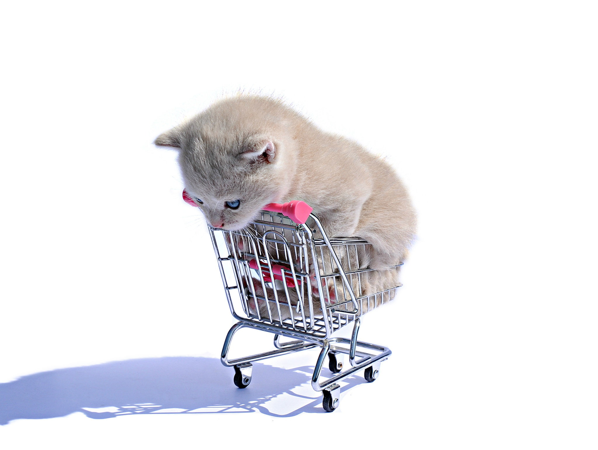 studio shot, white background, pets, cute, domestic, cut out, finance, copy space, young animal, domestic animals, shopping, wheel, one animal, mammal, HD Wallpaper