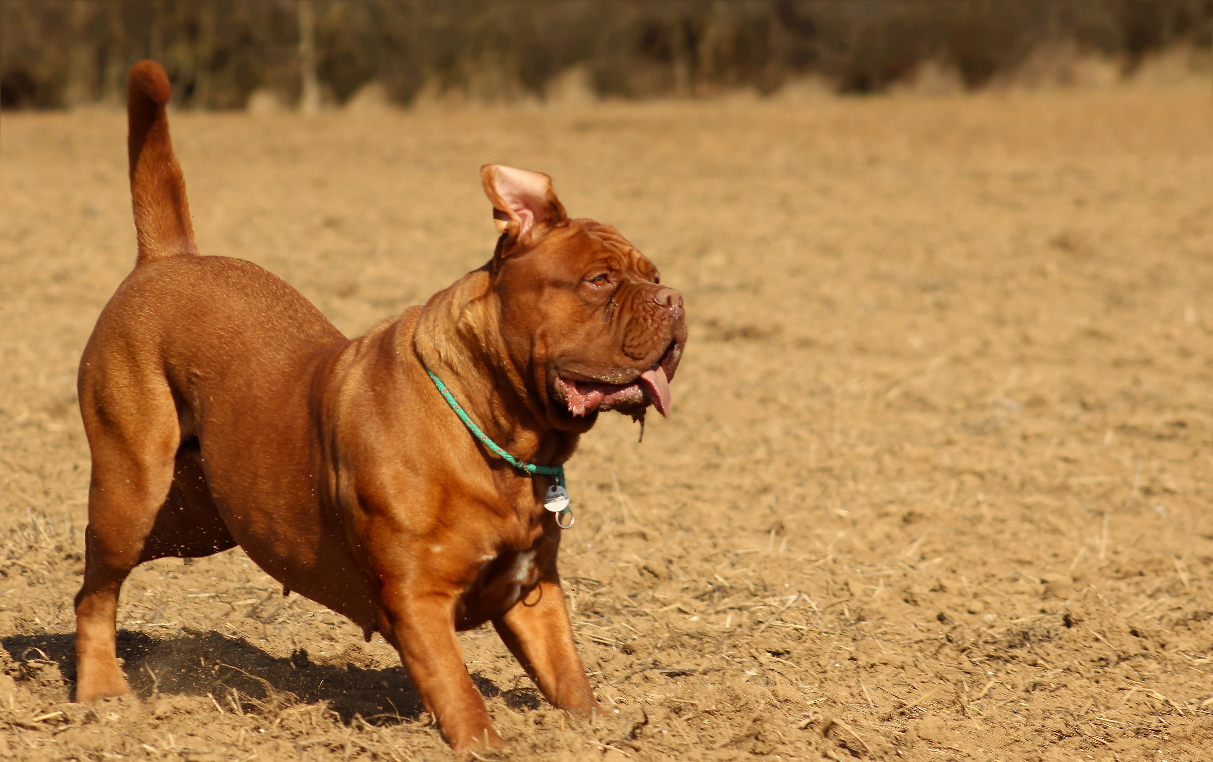 animal mouth, wrinkled, de, background, family tree, collar, mastiffs, looking away, pets, mastiff, domestic animals, purebred dog, canine, bulldog, are you looking for, HD Wallpaper