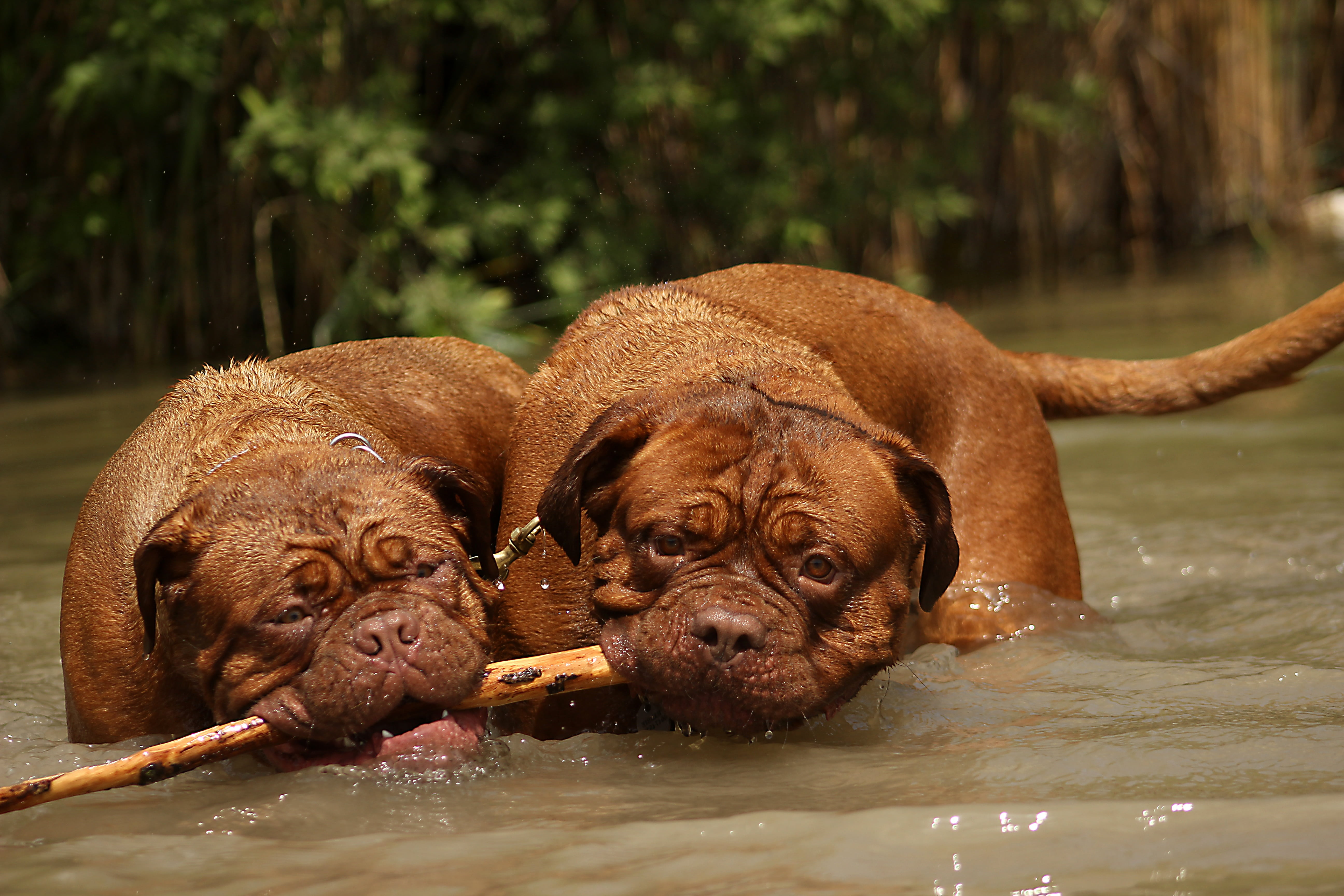 happy, background, thoroughbred, young, pet, river, water, french, family tree, big, portrait, bulldog, de, waterfront, dog, day, nature, face, dogs, domestic animals, HD Wallpaper
