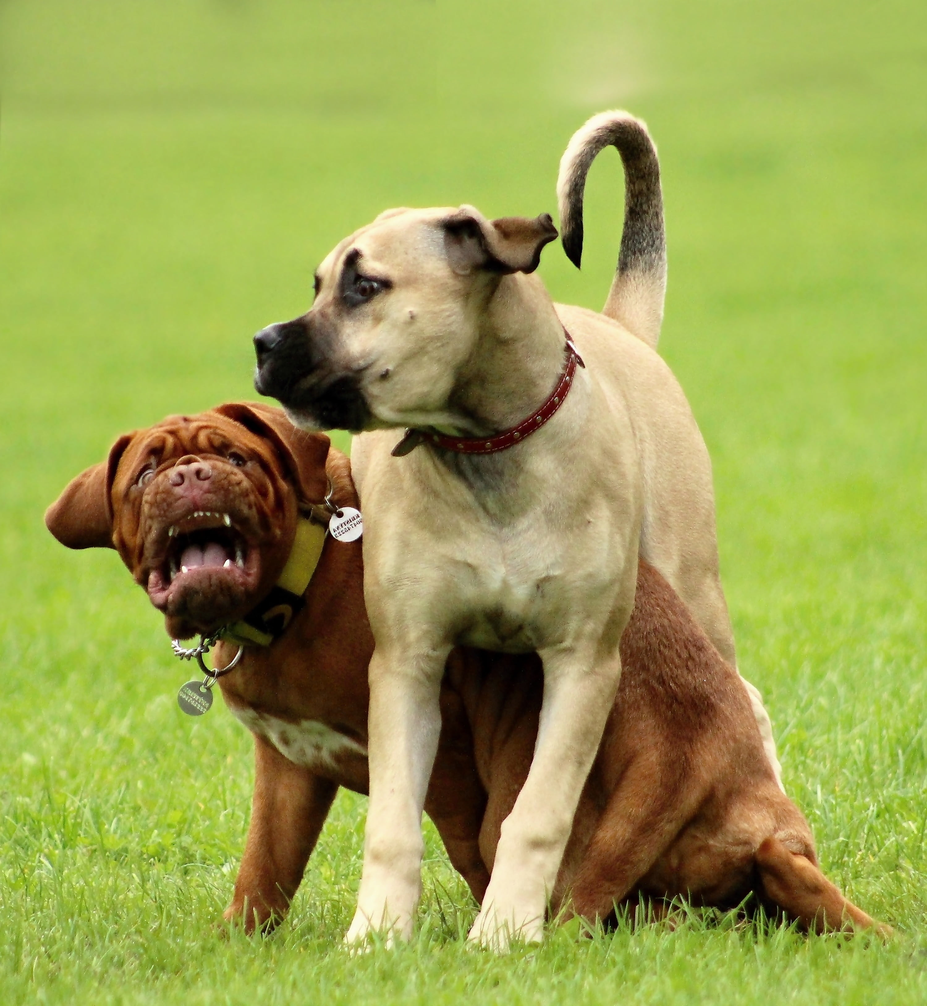 the header of the, home, animal themes, african, plant, puppies, friendship, collar, breed, green color, purebred Dog, deer, dogs, bordeaux, child, grass, Phone HD Wallpaper