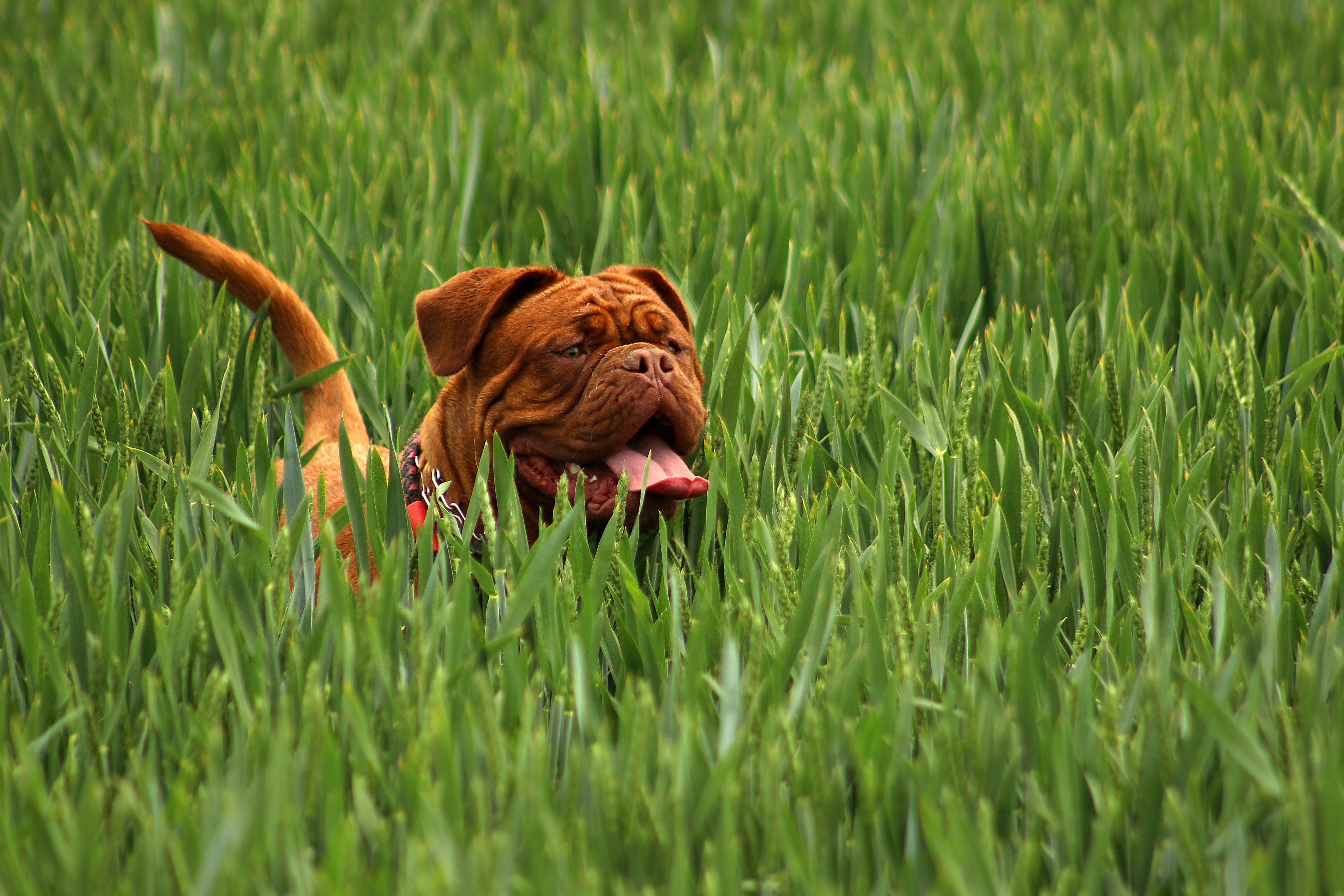 cute, green, lovely, animal tongue, french, face, newborn, pets, rare, nice, day, seating, rice, english, adorable, family tree, plant, dog, puppy, mastiff, HD Wallpaper