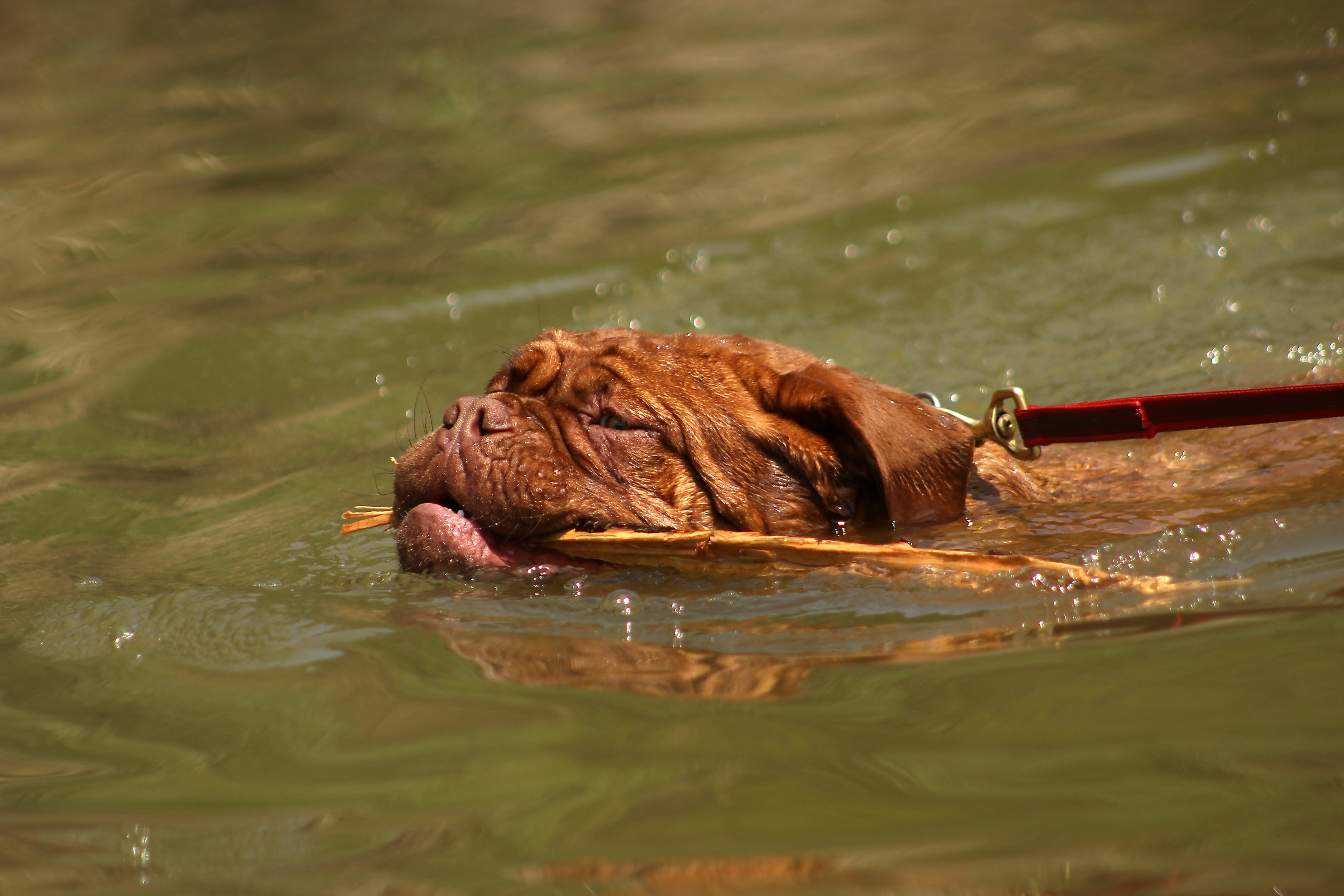 nature, animals in the wild, brown, waterfront, mastiffs, big, nice, relaxation, no people, thoroughbred, one animal, portrait, face, are you looking for, HD Wallpaper