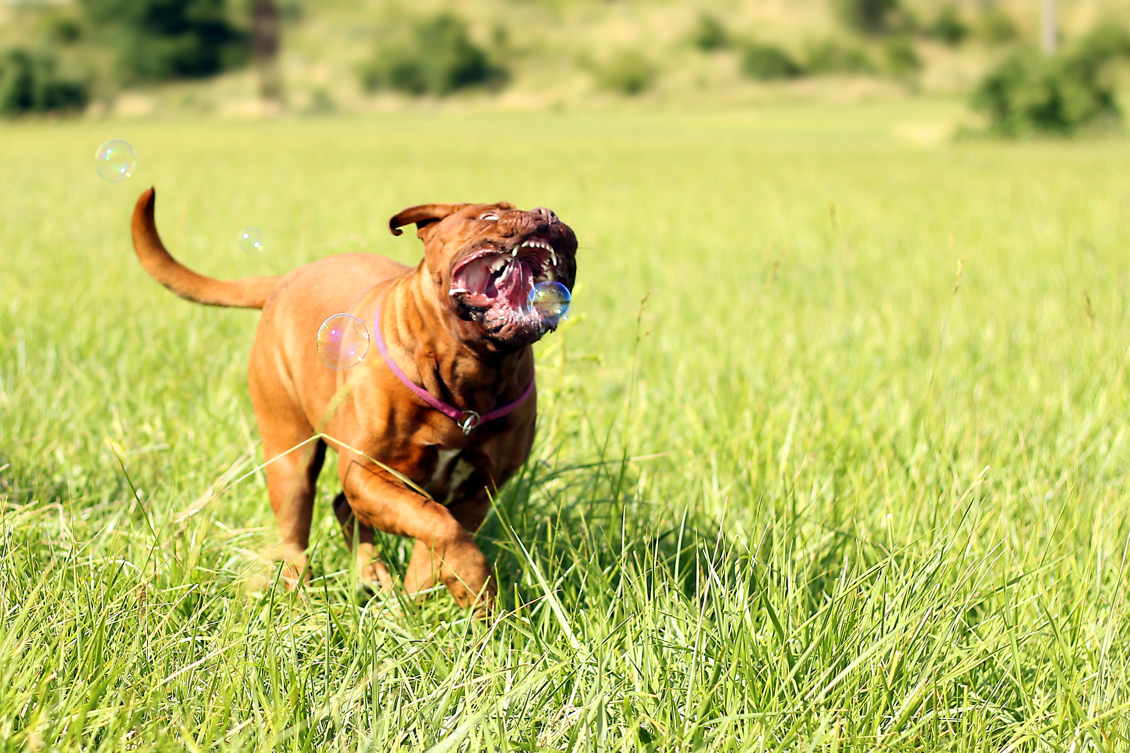 one animal, domestic, no people, big, newborn, family tree, grass, de, mastiff, 4K, field, Bordeaux, cute, small, brown, pets, portrait, thoroughbred, HD Wallpaper
