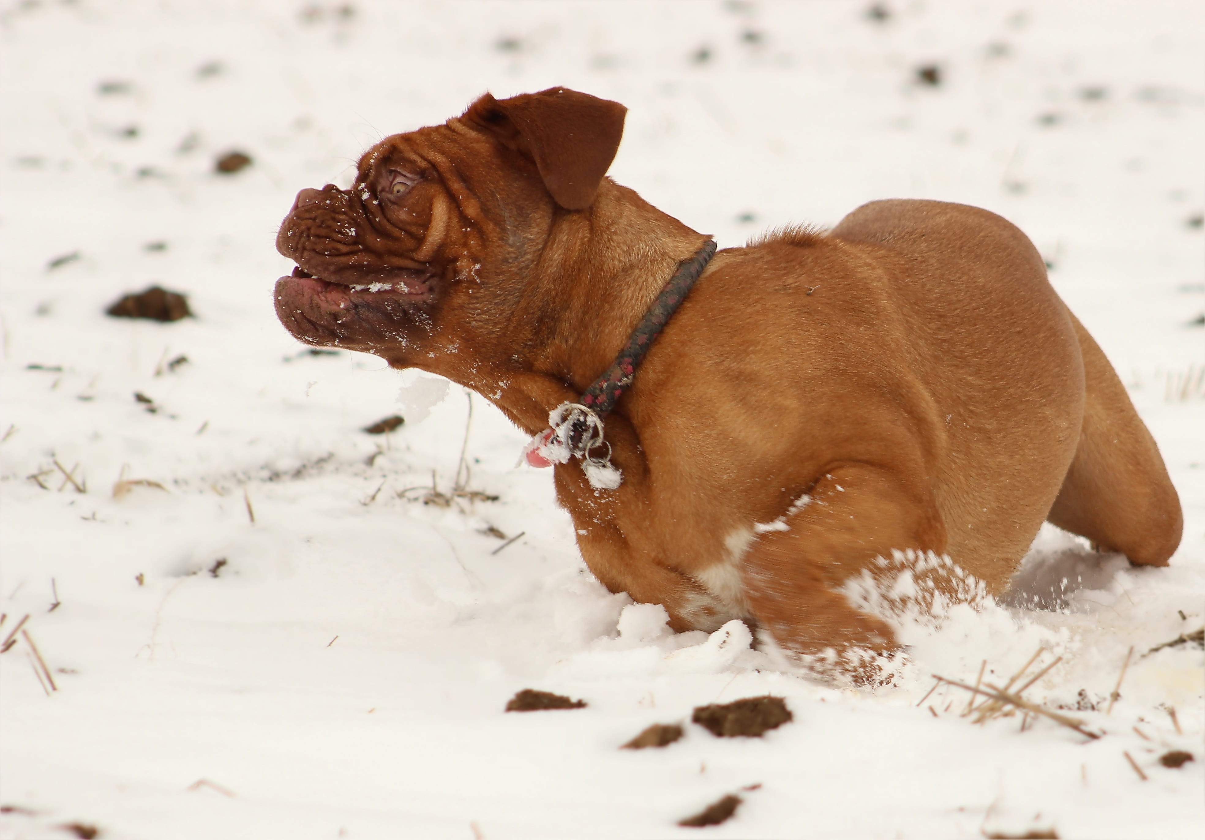 dogs, animal themes, adorable, vertebrate, face, collar, White, background, nature, winter, lovely, mastiffs, portrait, domestic, puppy, are you looking for, HD Wallpaper