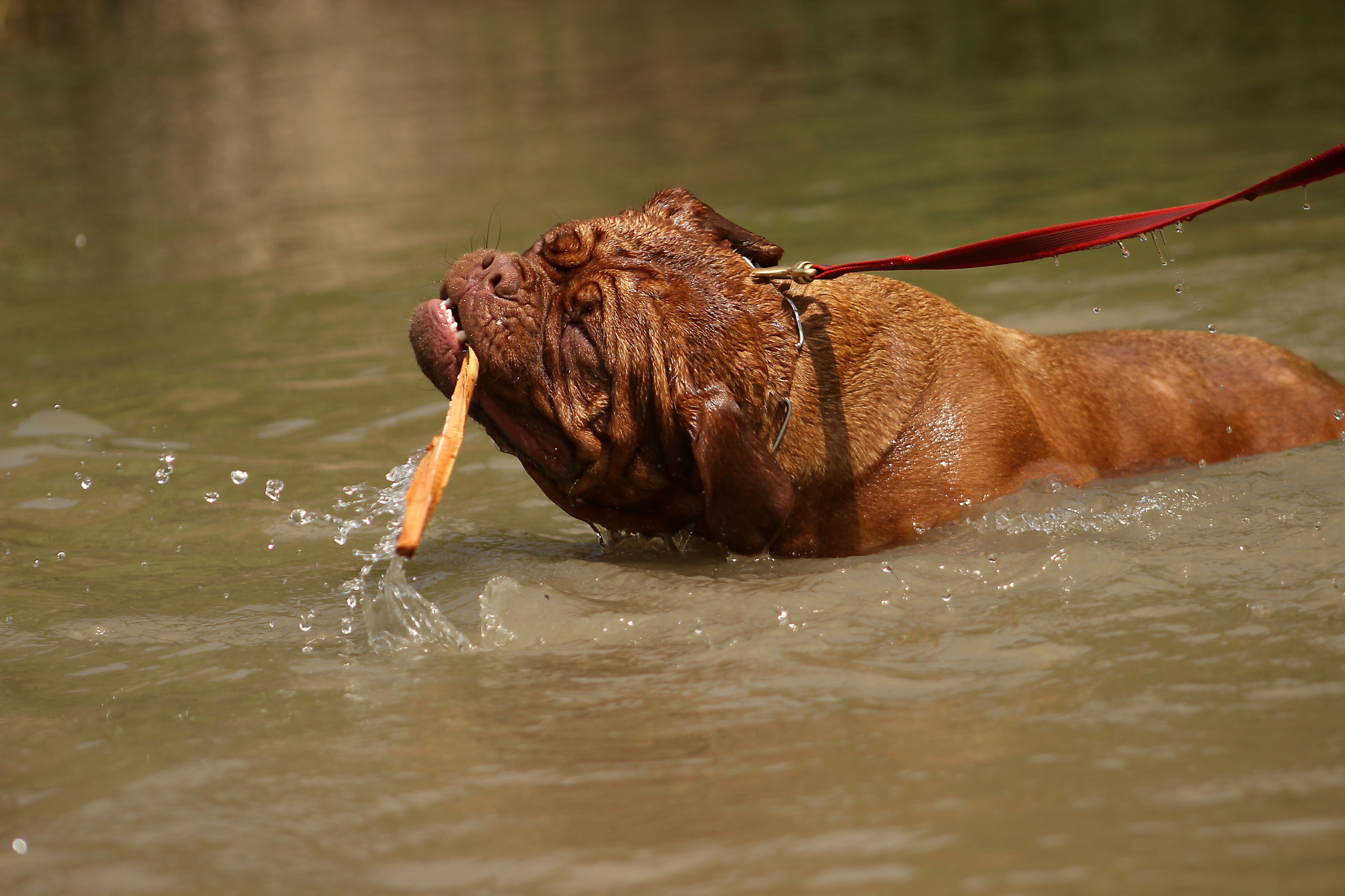 home, french, pets, no people, vertebrate, rare, face, family tree, water, child, canine, big, river, white, day, lake, nature, young, bordeaux, animal wildlife, HD Wallpaper