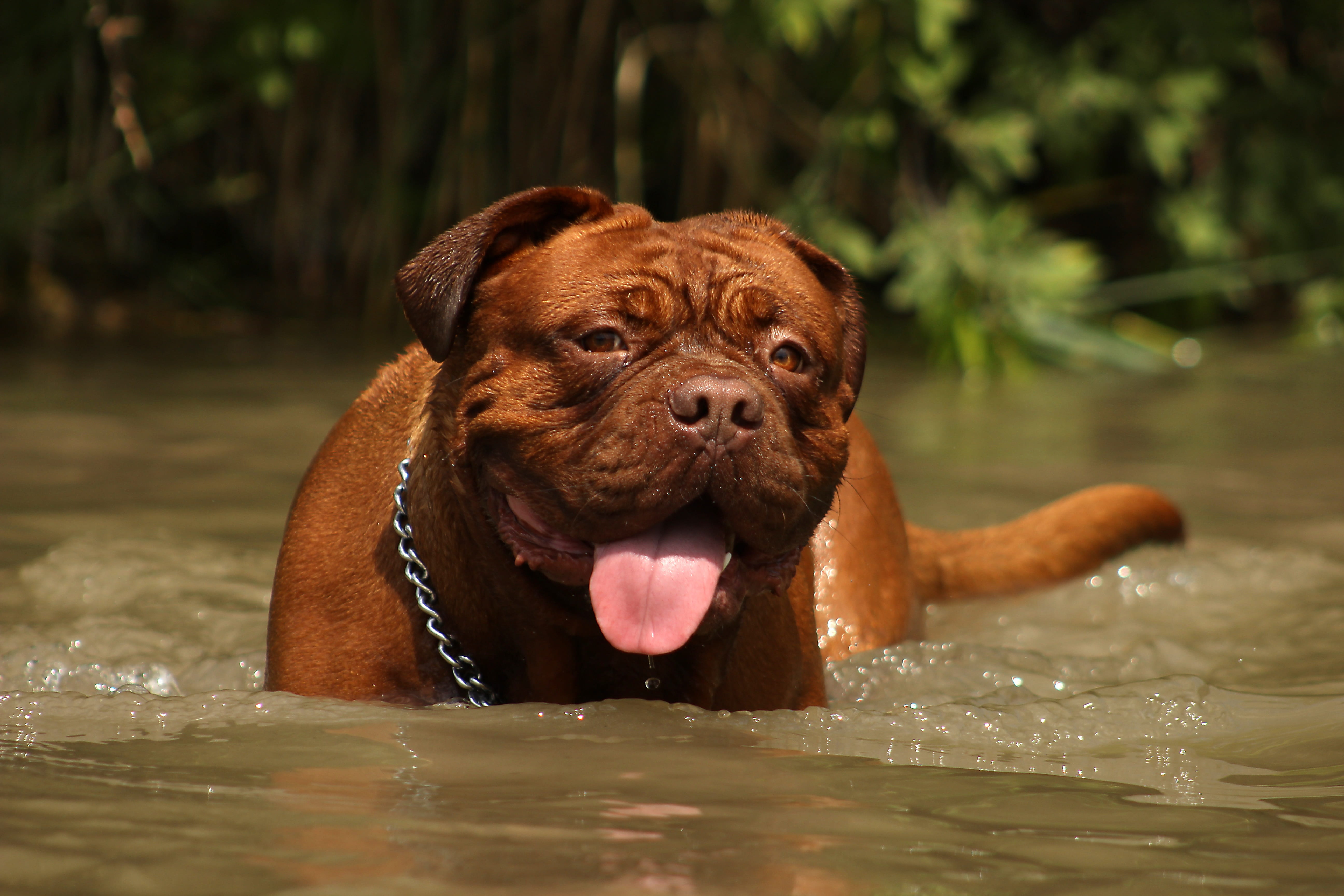 pet, mouth open, domestic animals, day, animal tongue, mastiffs, bulldog, background, animal, french, canine, looking at camera, pets, wrinkled, water, HD Wallpaper