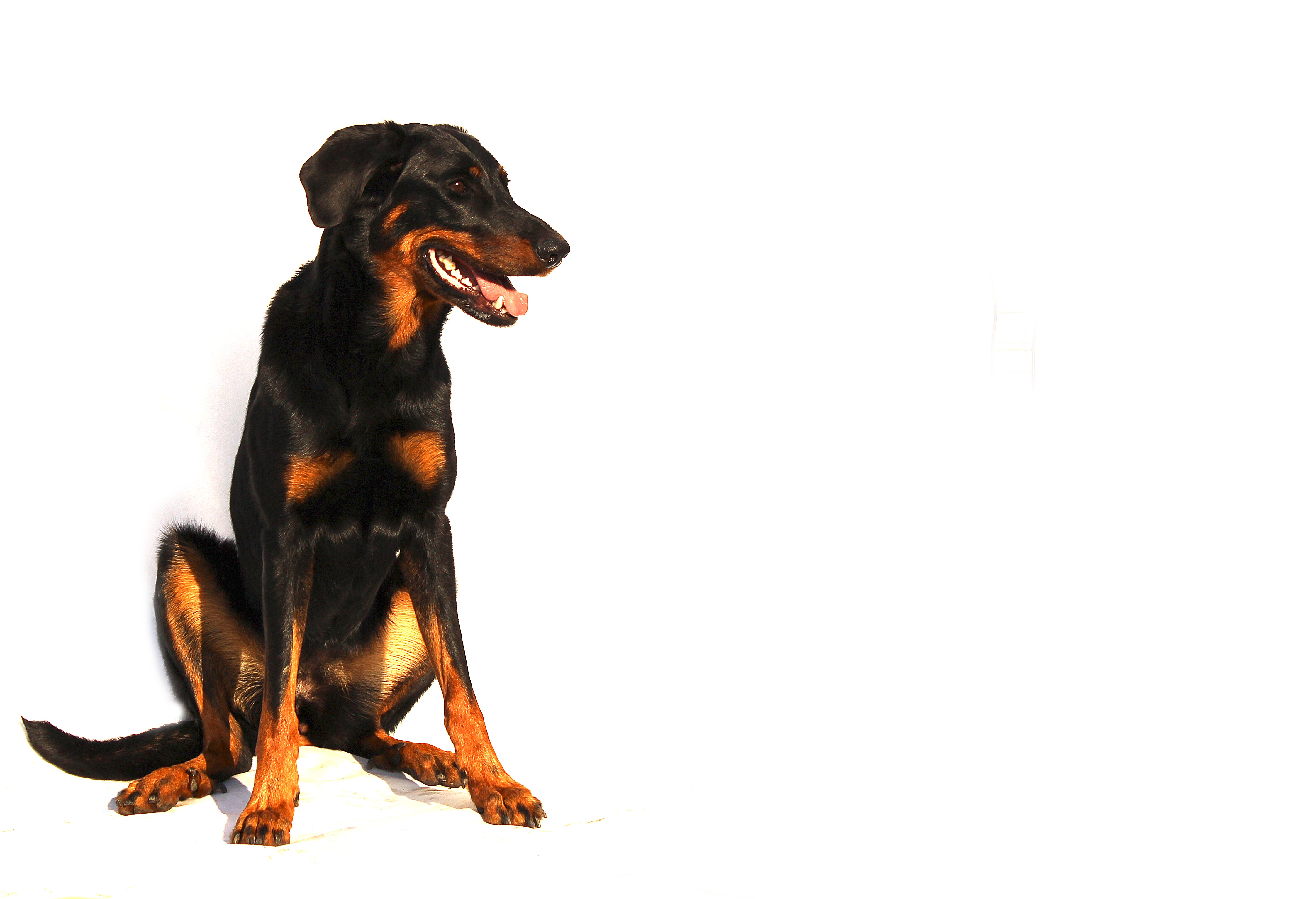 mammal, mouth open, thoroughbred, pets, cut out, french, purebred Dog, black, puppy, studio shot, lying, doberman, aggression, pet, animal, background, HD Wallpaper