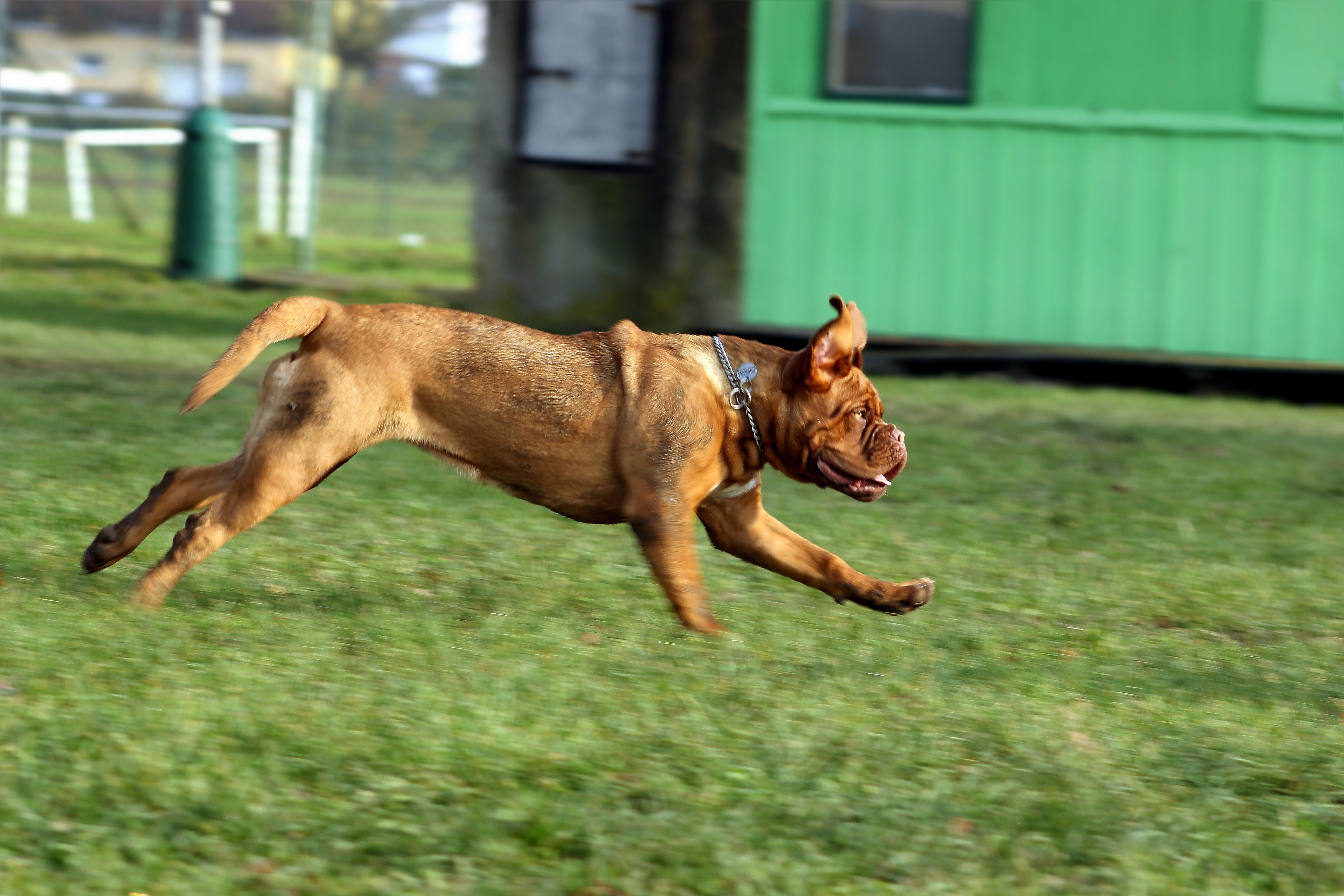 bulldog, no people, small, dog, child, speed, vertebrate, running, portrait, background, pet, lovely, funny, focus on foreground, mastiff, run, one animal, HD Wallpaper