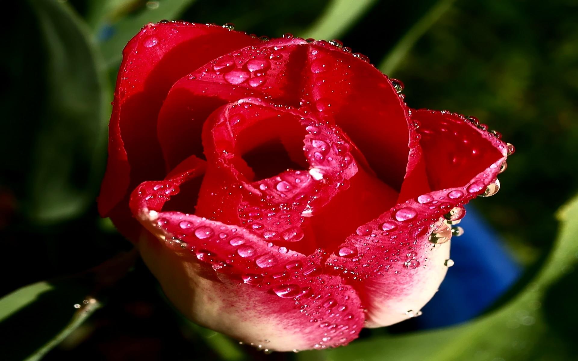loving, 1080P, romantic, excitement, 3d and abstract, water, beauty, lovely, flowers, caring, HD Wallpaper