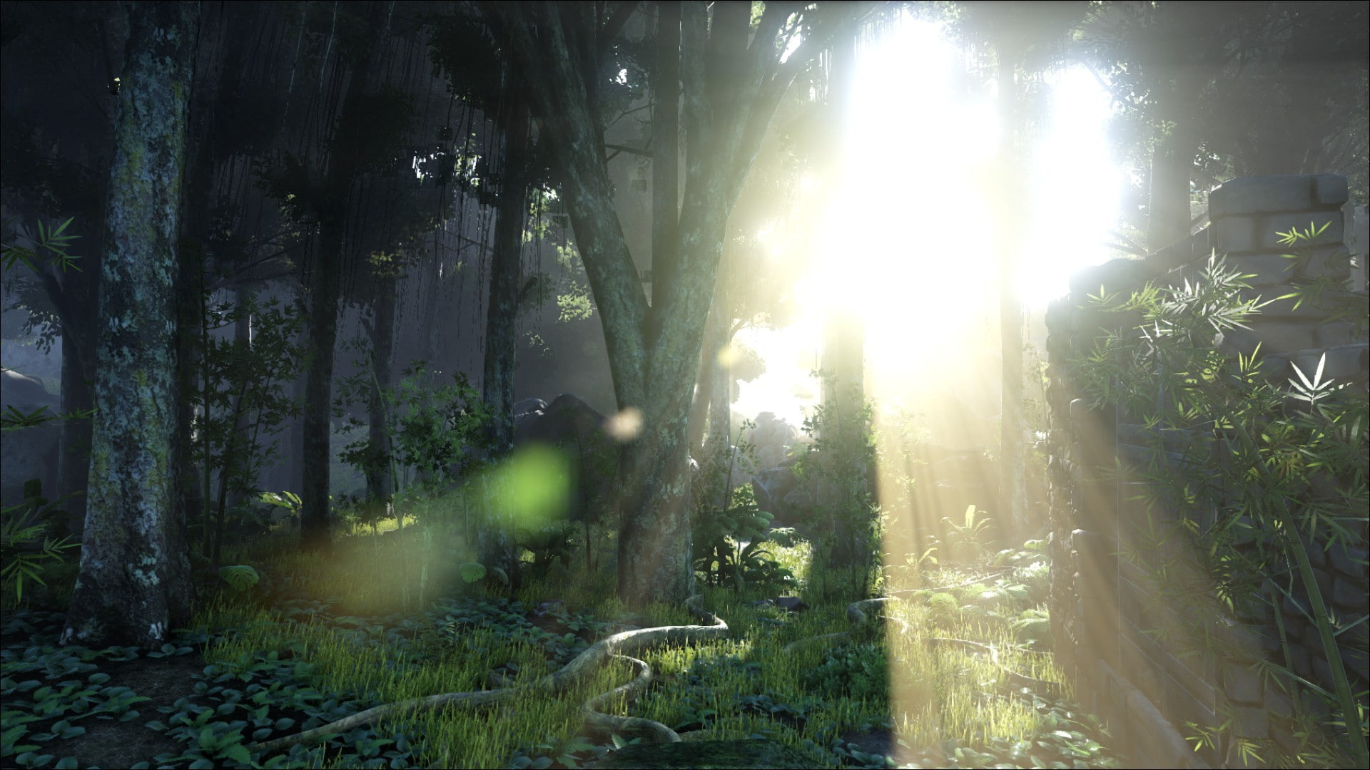 beauty in nature, day, tree, sunlight, lens flare, tranquil scene, land, sunbeam, streaming, outdoors, woodland, tranquility, plant, bright, trunk, sun, HD Wallpaper
