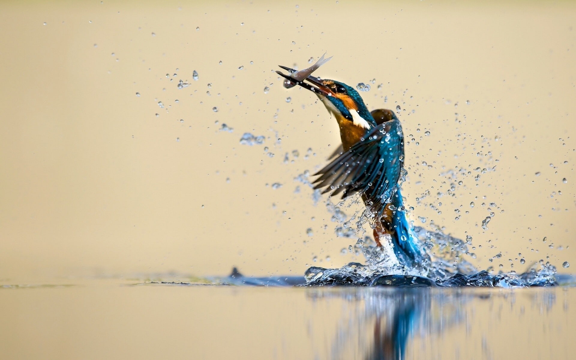 kingfisher, water, hunting, reflection, eared, bird, 1080P, white, fish, HD Wallpaper