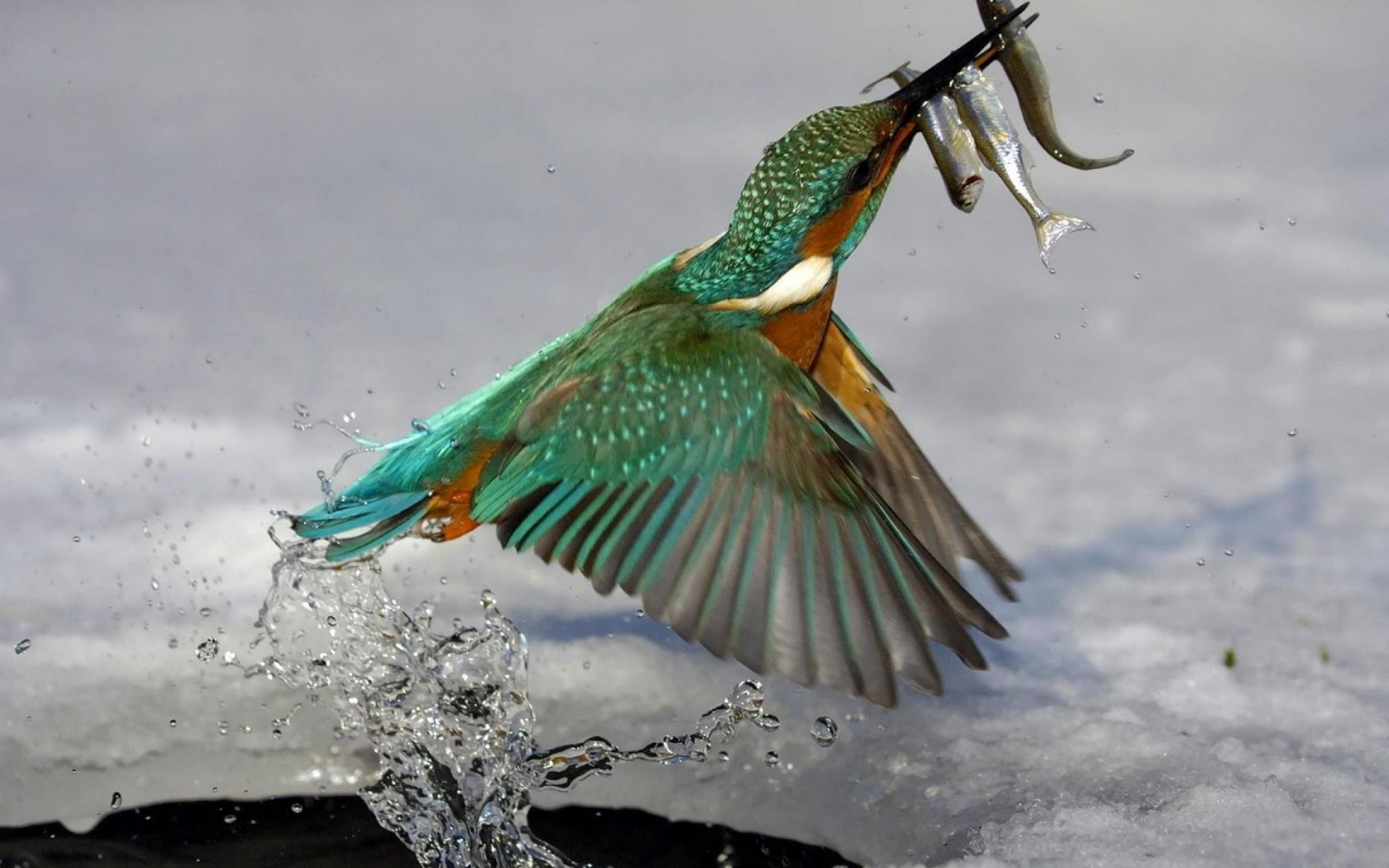 animal themes, wildlife, nature, animal, bird, outdoors, animals, beauty in nature, spread wings, day, fishing, animal wildlife, Martin pêcheur, fish, no people, HD Wallpaper