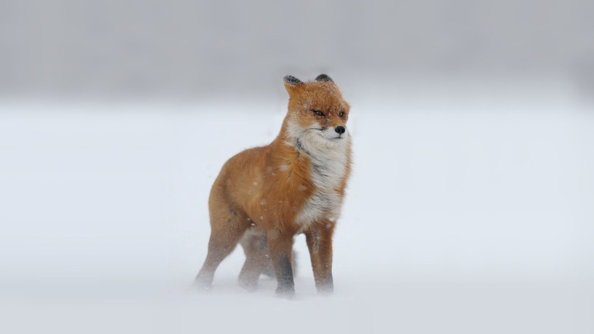 fox, mammal, standing, no people, portrait, snowing, animal, pets, cold temperature, animal wildlife, snow, winter, animal themes, nature, animals in the wild, HD Wallpaper