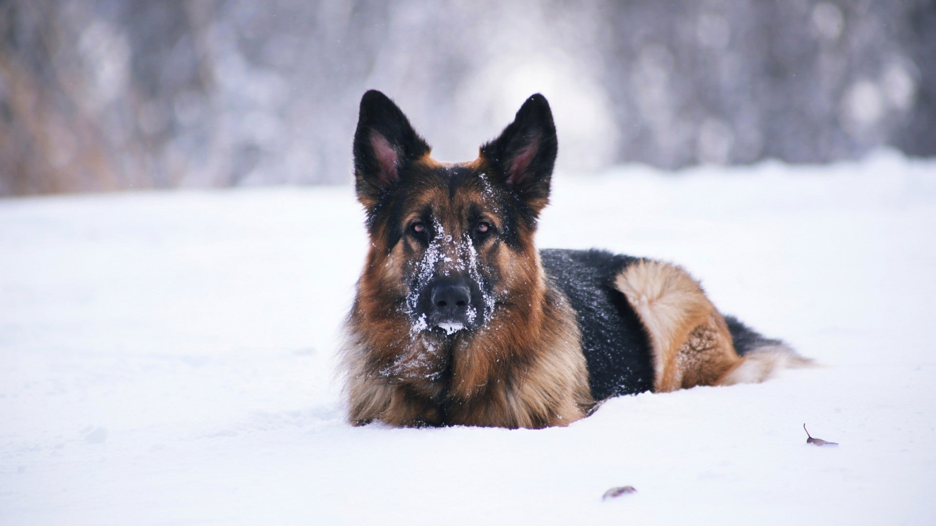field, pets, dog, 1080P, German Shepherd, looking at camera, snow, purebred dog, domestic, no people, land, nature, one animal, snowing, mammal, animal, HD Wallpaper
