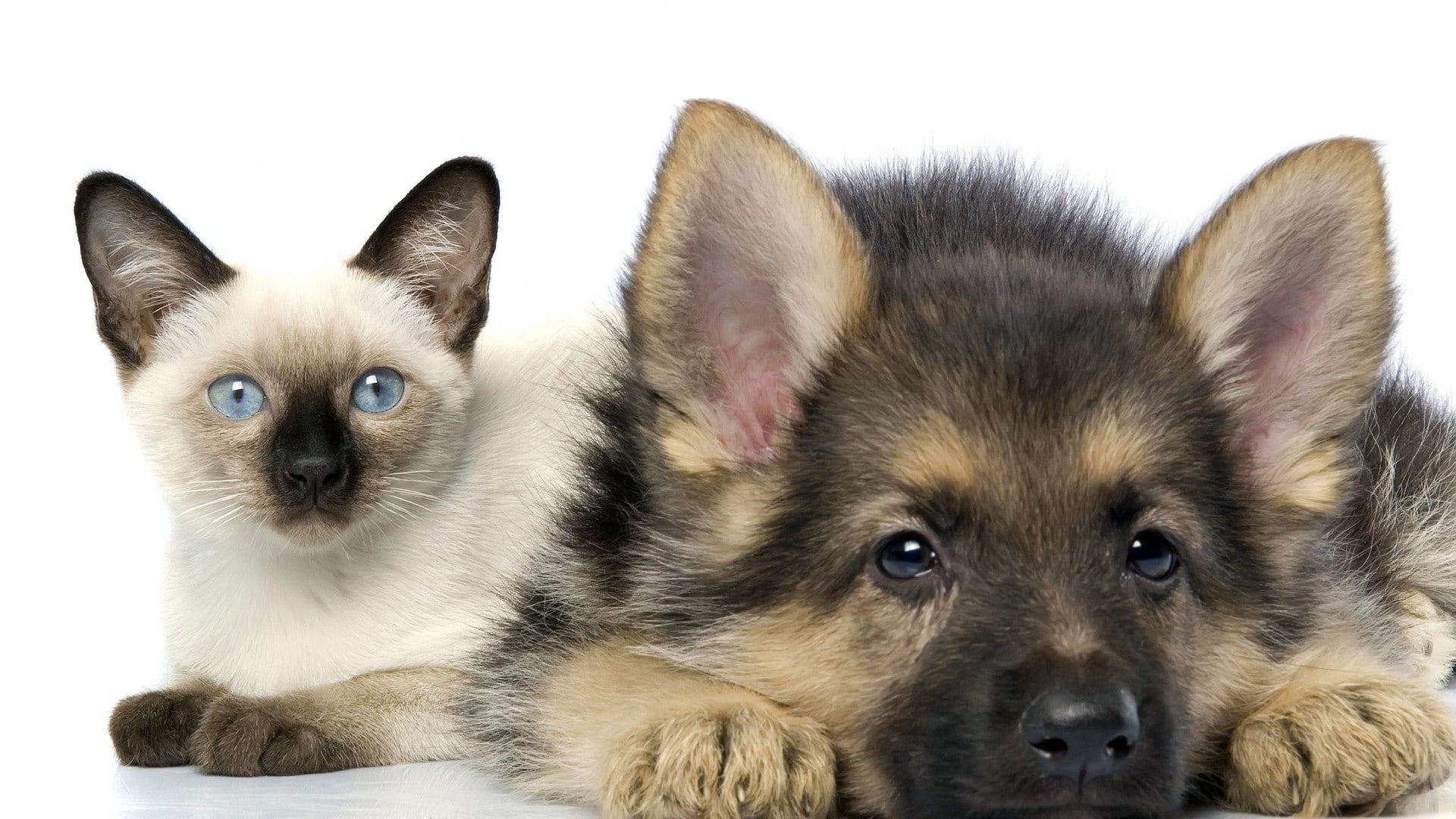 pets, animal eye, animal, 1080P, German Shepherd, small, young animal, domestic, animals, animal family, animal body part, canine, white background, cat, HD Wallpaper
