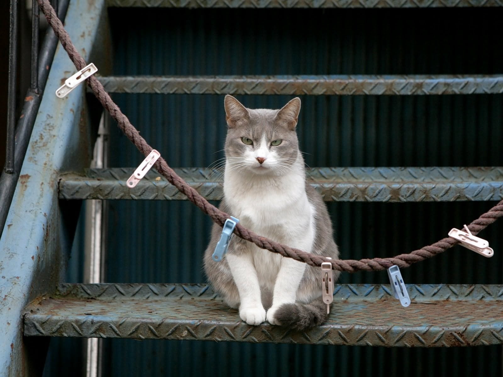 white, domestic, metal, rope, front view, domestic cat, no people, sit, stairs, pets, mammal, animal, domestic animals, looking at camera, sitting, feline, HD Wallpaper