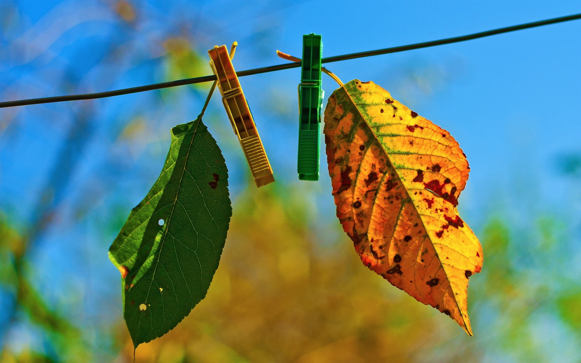 focus on foreground, sky, branch, clothespins, blue, tree, tranquility, season, insect, plant part, summer, green Color, dry, macro, environment, green, HD Wallpaper