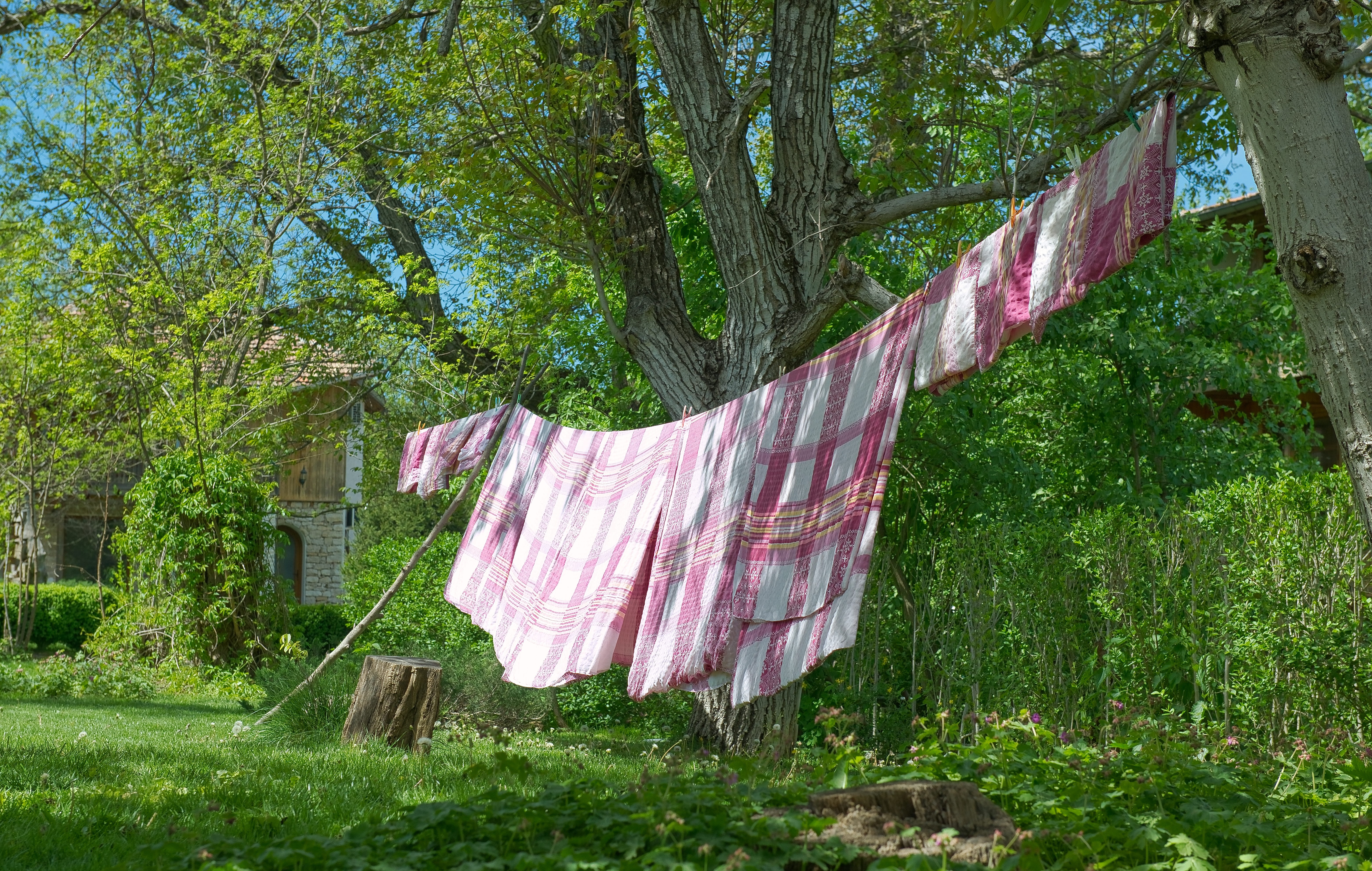 clean, day, tree trunk, nature, hanging, no people, hanged, clothing, washing, growth, Laundry, grass, Spring, green, white, front or back yard, linen, HD Wallpaper
