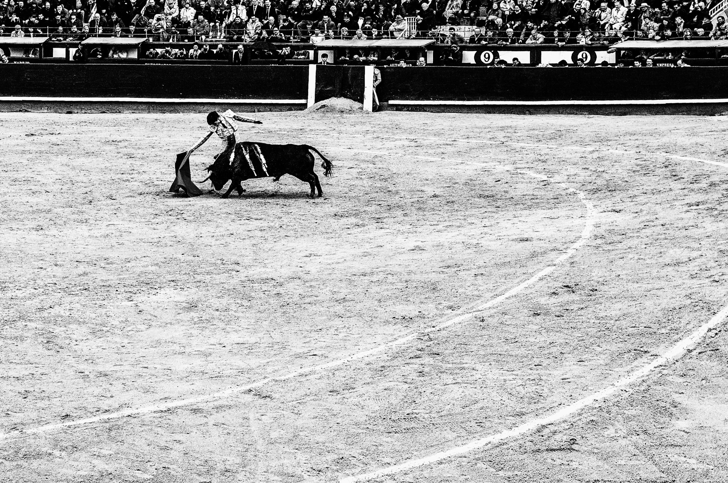 one animal, vertebrate, horse, spain, day, pets, bull, corrida, domestic animals, men, sand, animal wildlife, crowd, madrid, death, livestock, mammal, shame, HD Wallpaper
