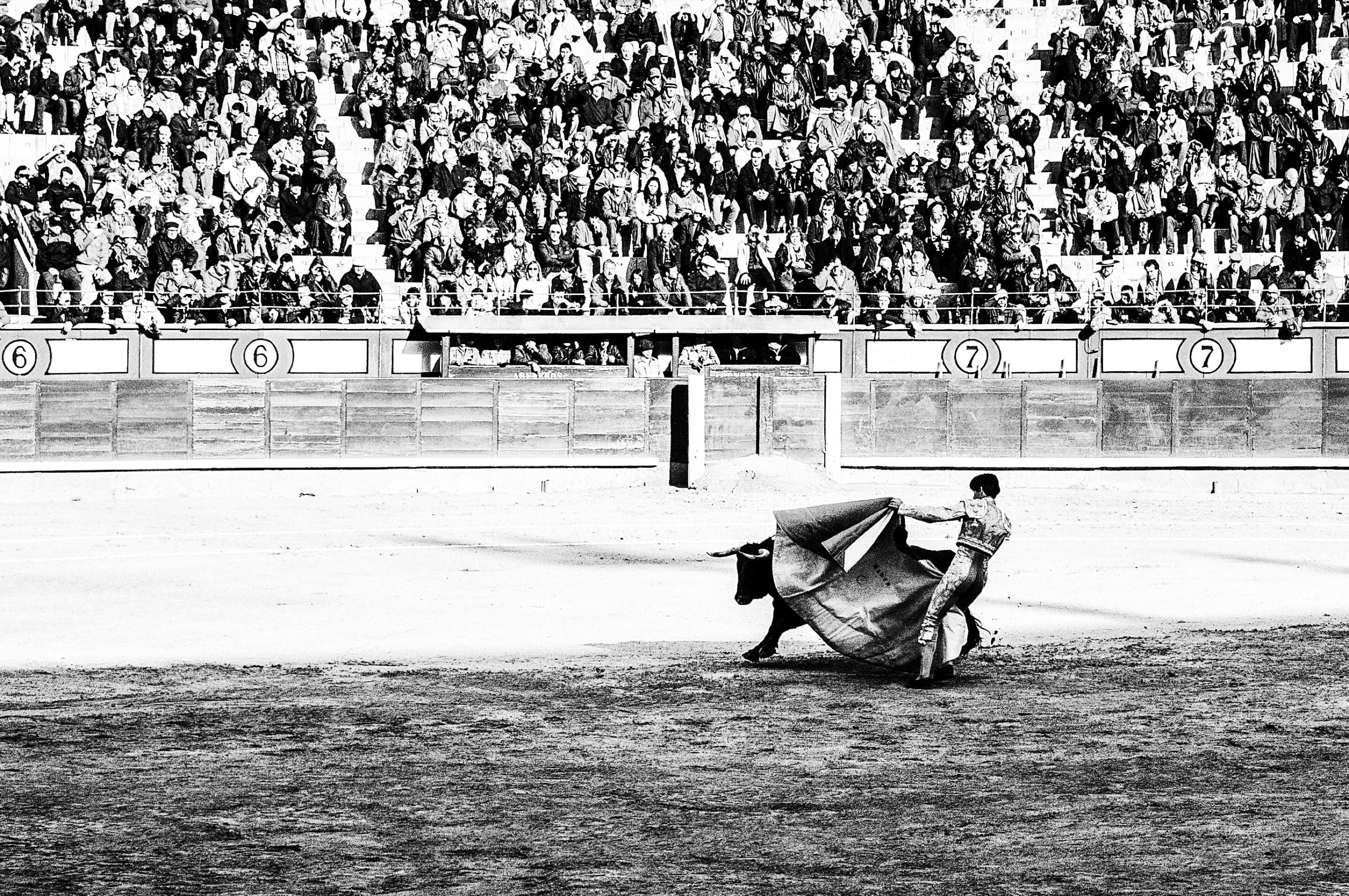 torero, animal wildlife, mammal, horse, corrida, crowd, working animal, domestic, day, domestic animals, lifestyles, outdoors, black and white, 2K, madrid, HD Wallpaper