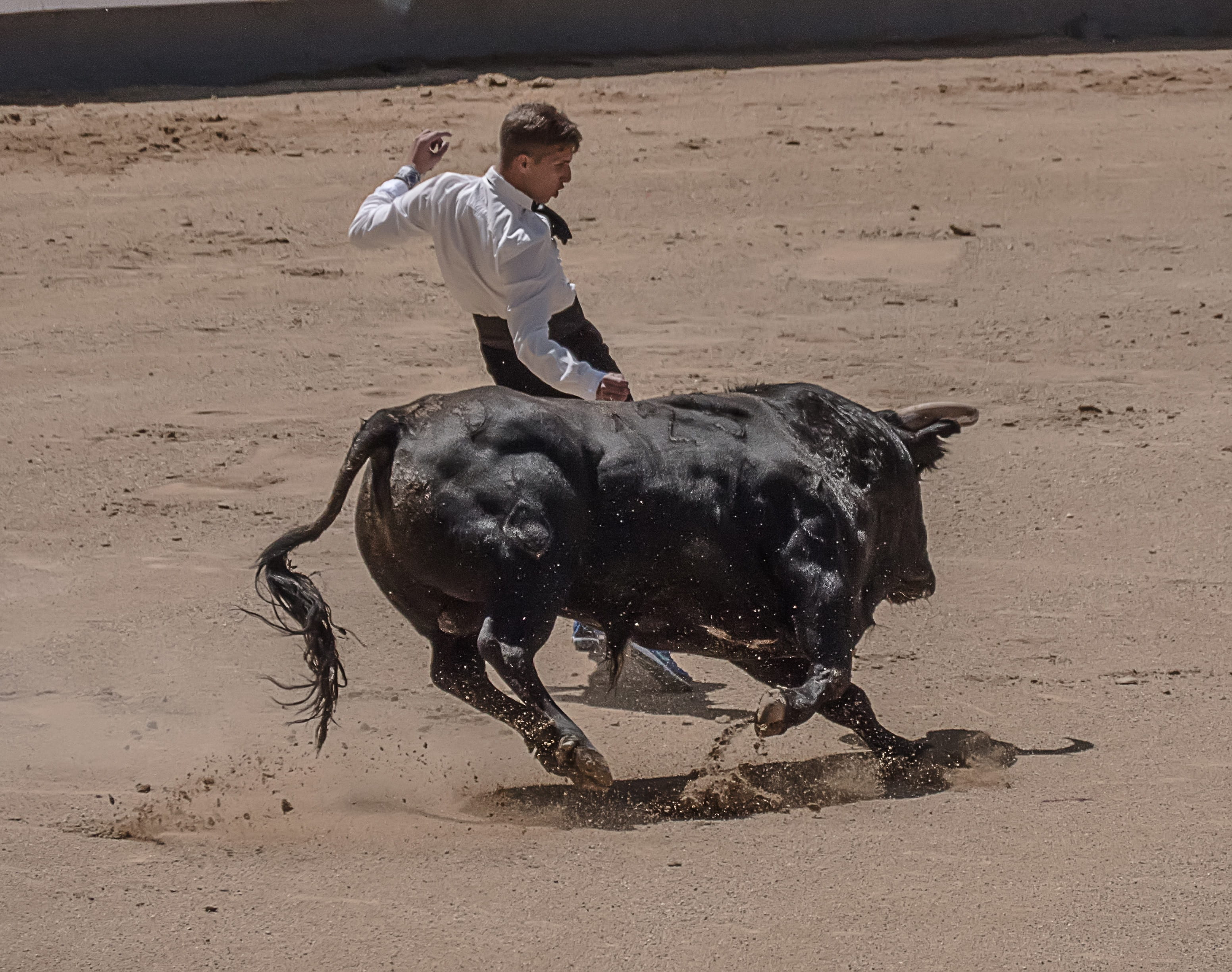 vertebrate, 2K, teenager, cutout, Bullfighters, spain, mammal, dangerous, bulls, Trimmers, matador, mark spain, Torero, threat, bull - animal, ring, pets, HD Wallpaper