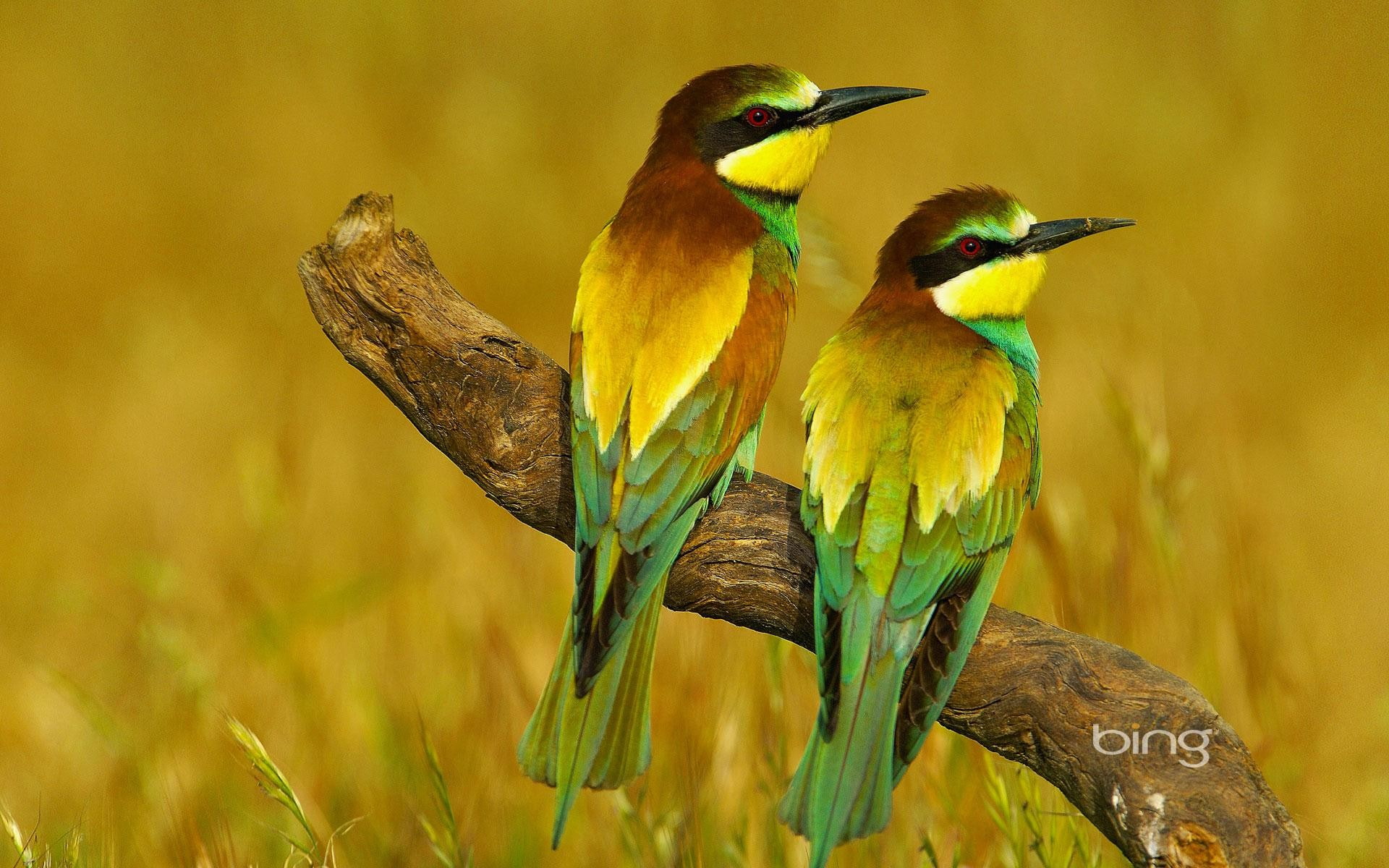 group of animals, vertebrate, birds, focus on foreground, 1080P, animal, day, animal wildlife, animal themes, outdoors, close-up, plant, animals in the wild, HD Wallpaper