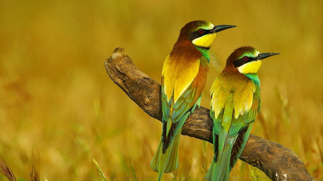 no people, yellow, birds, outdoors, plant, perching, animal body part, animals in the wild, two animals, bird, bee-eaters, animal wildlife, group of animals, HD Wallpaper