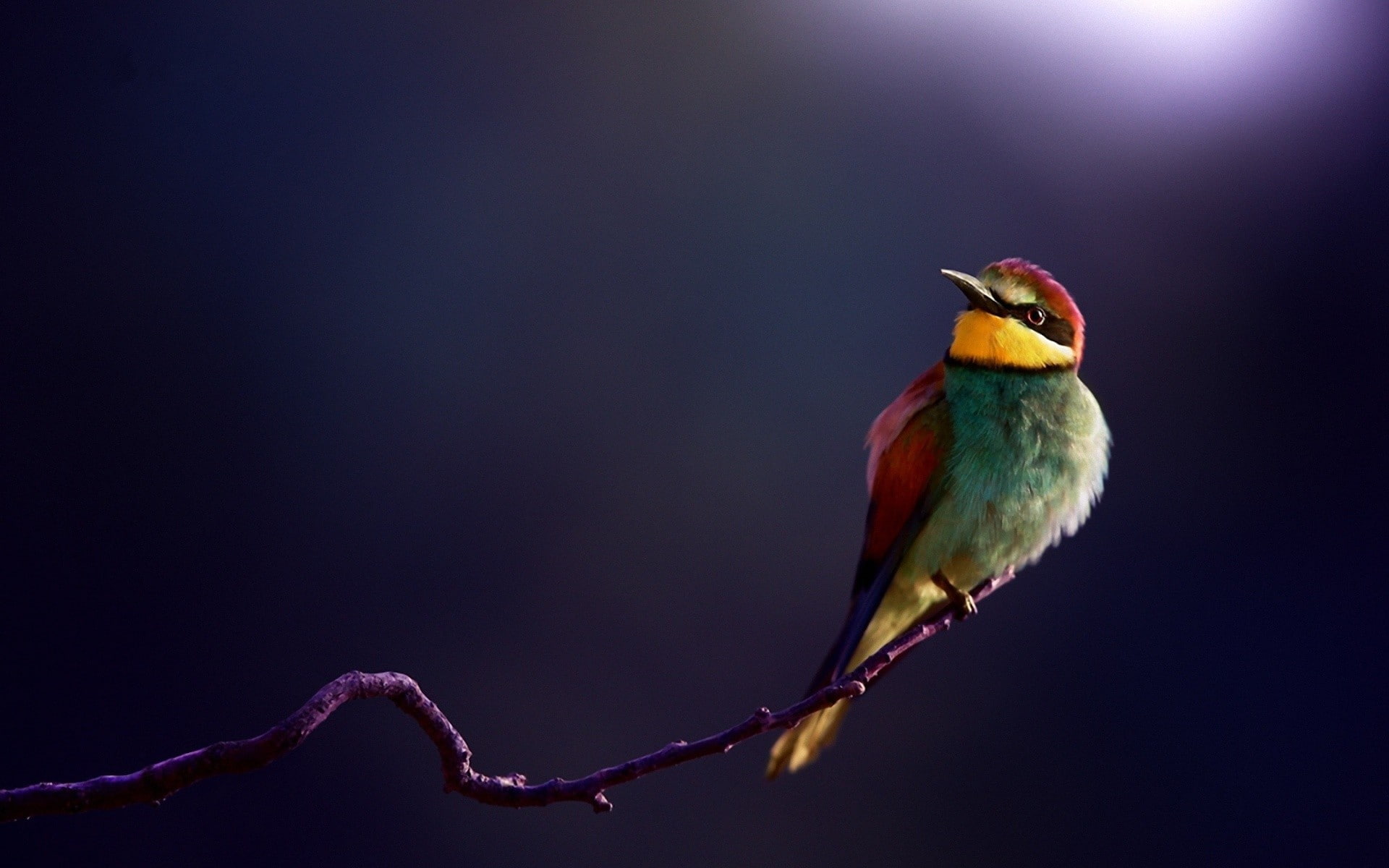 vertebrate, kingfisher, branch, 1080P, multi colored, full length, profile view, studio shot, beauty in nature, one animal, copy space, birds, animals in the wild, HD Wallpaper