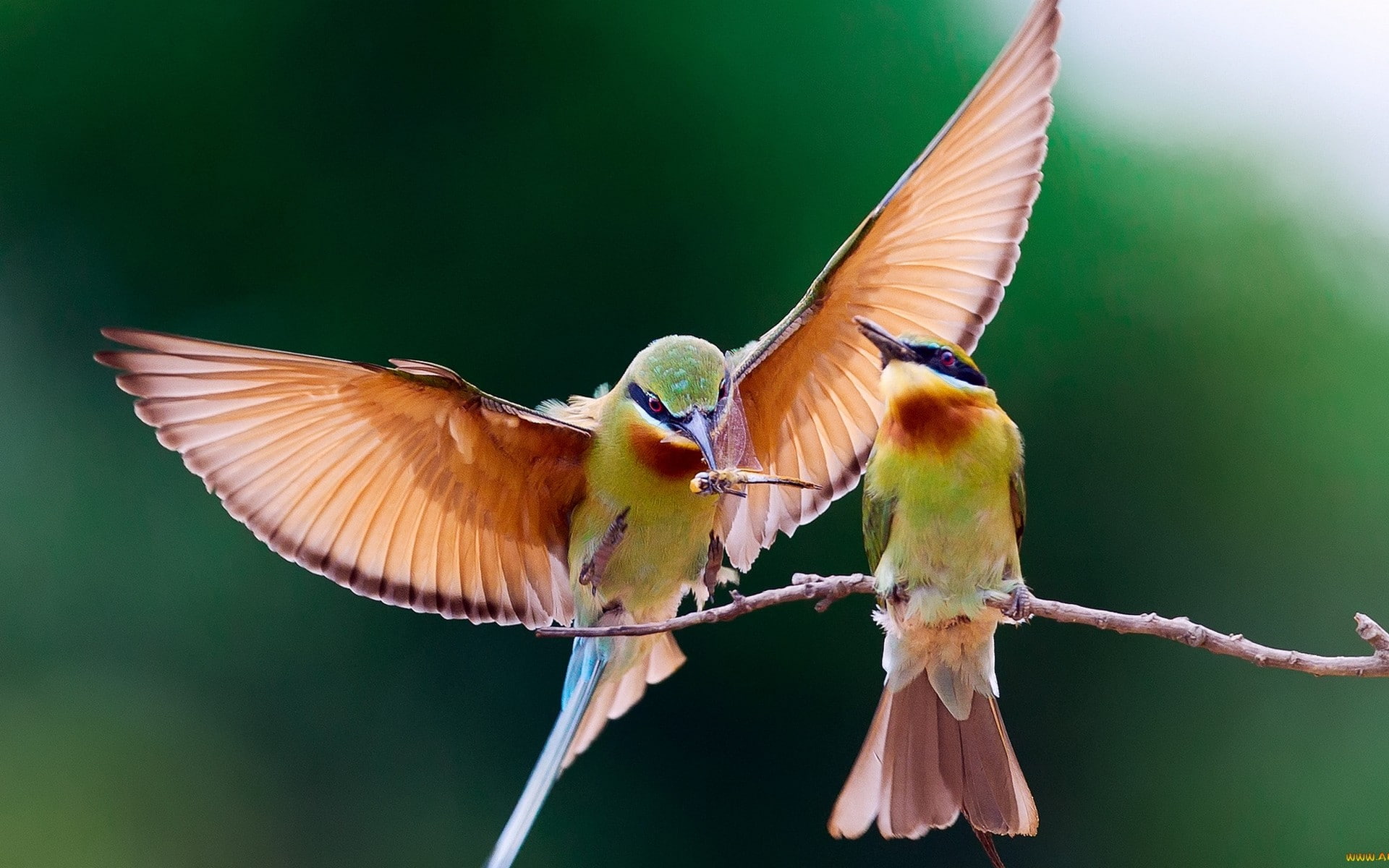 nature, butterfly - insect, no people, animal wing, full length, flapping, day, animals, wildlife, bee-eaters, birds, focus on foreground, vertebrate, animals in the wild, HD Wallpaper