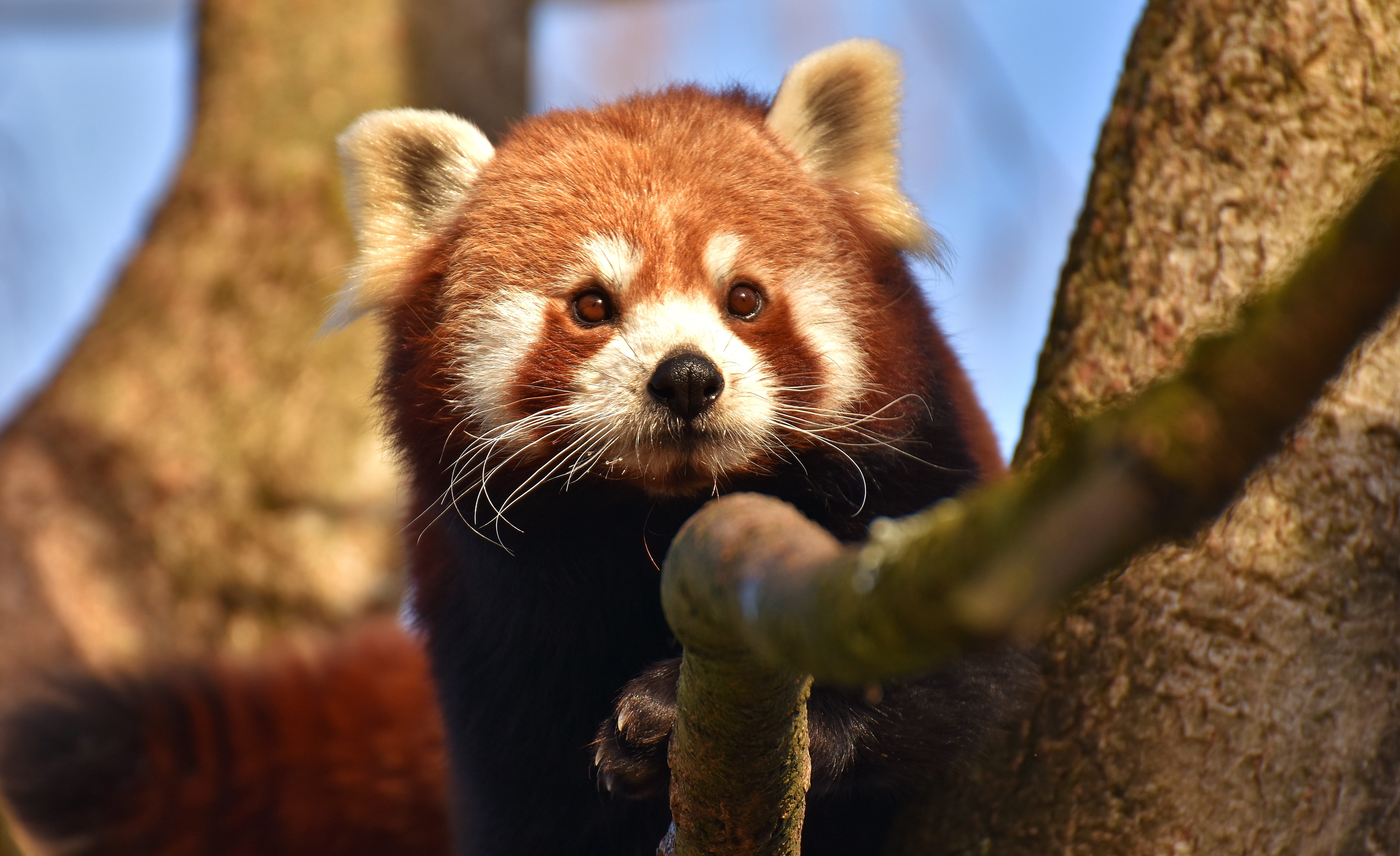 red, munich, ailurus fulgens, gold dog, one animal, hellabrunn, himalayas, zoo, tierpark hellabrunn, no people, bear cat, outdoors, animal head, photo, HD Wallpaper
