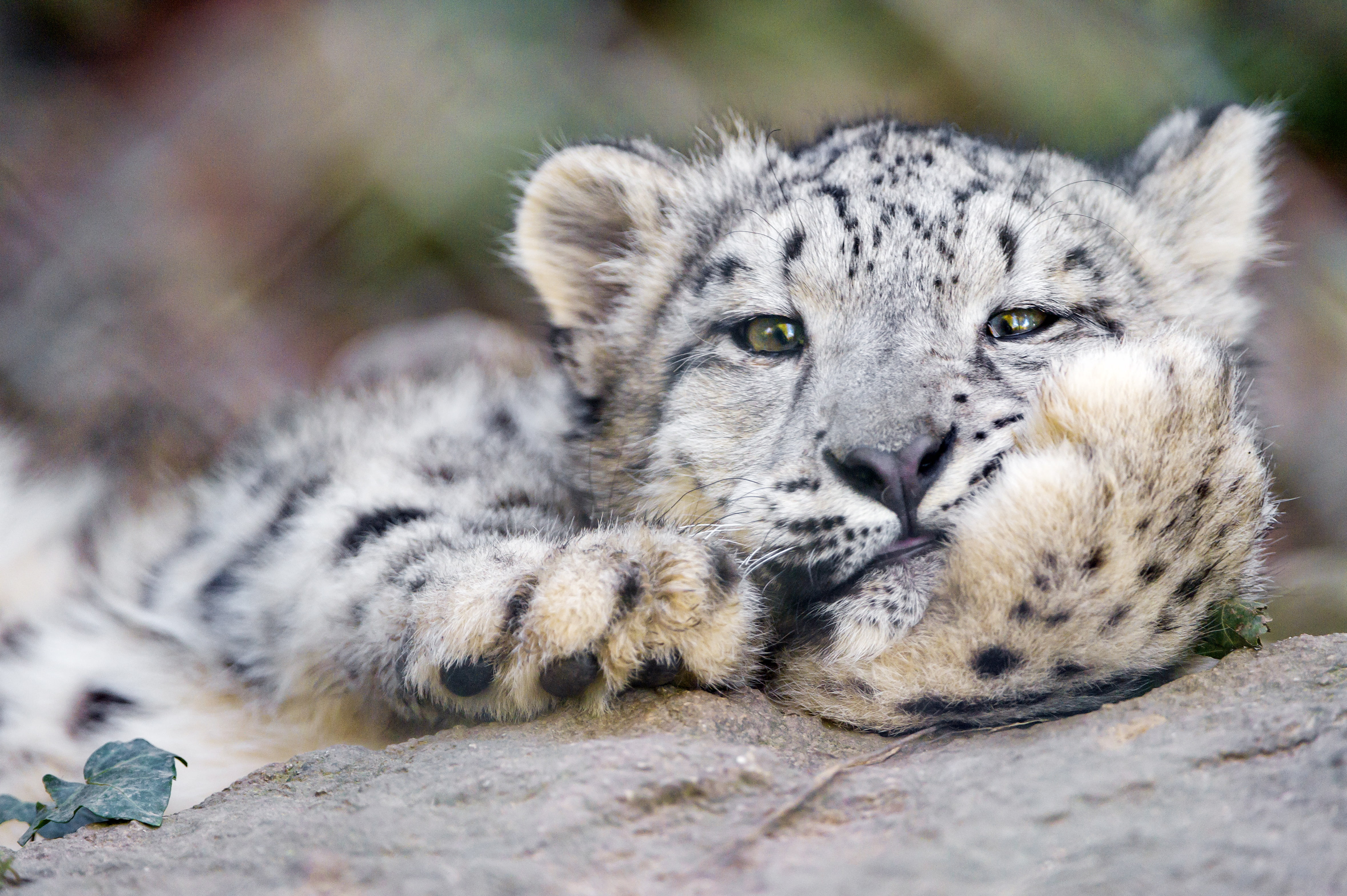 Cute, Resting, 4K, Cats, Snow Leopard, Funny, HD Wallpaper