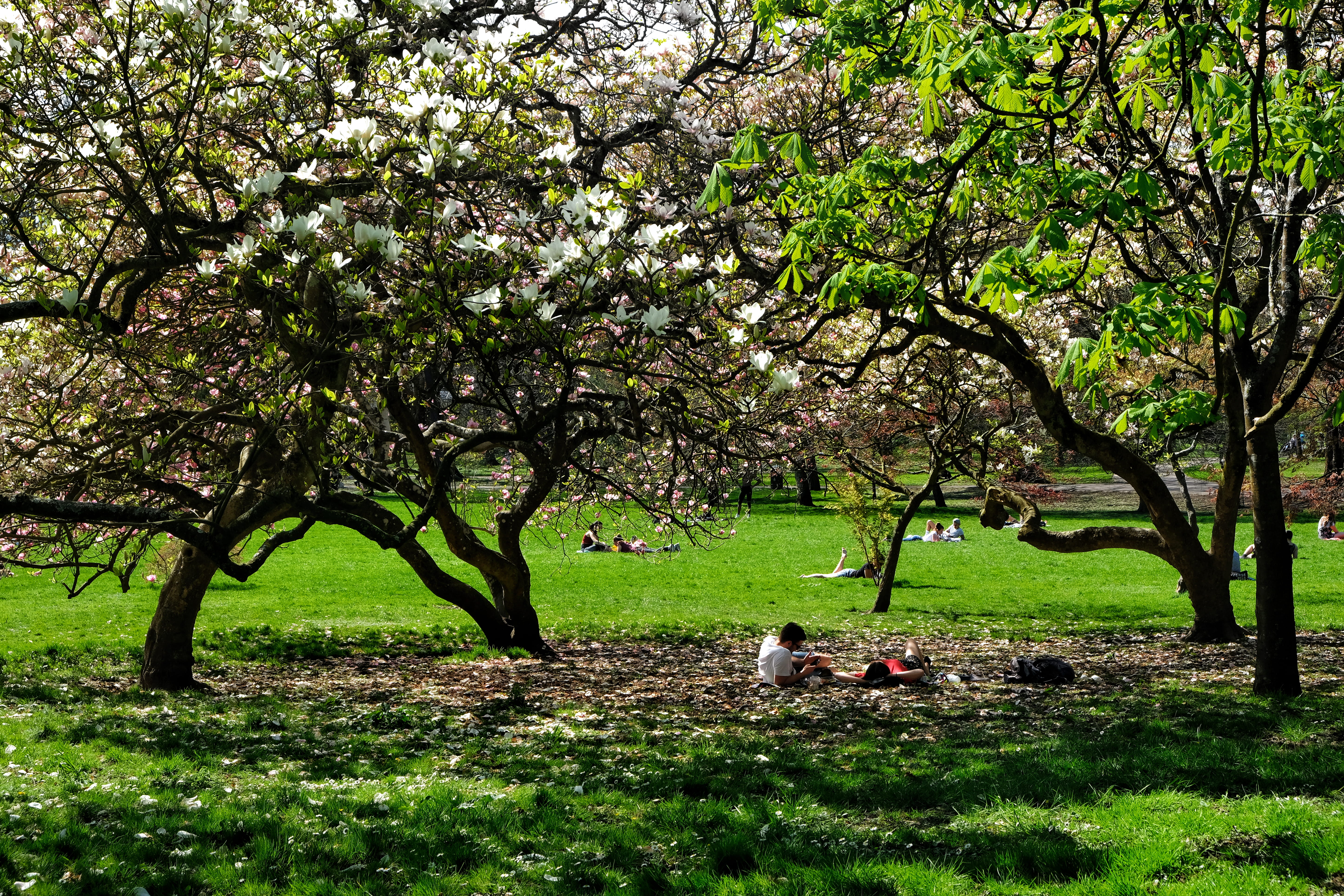 tranquility, trees, caerdydd, outdoors, springtime, cardiff, growth, real people, plant, blossom, summer, flower, women, bute park, day, forest, grass, HD Wallpaper