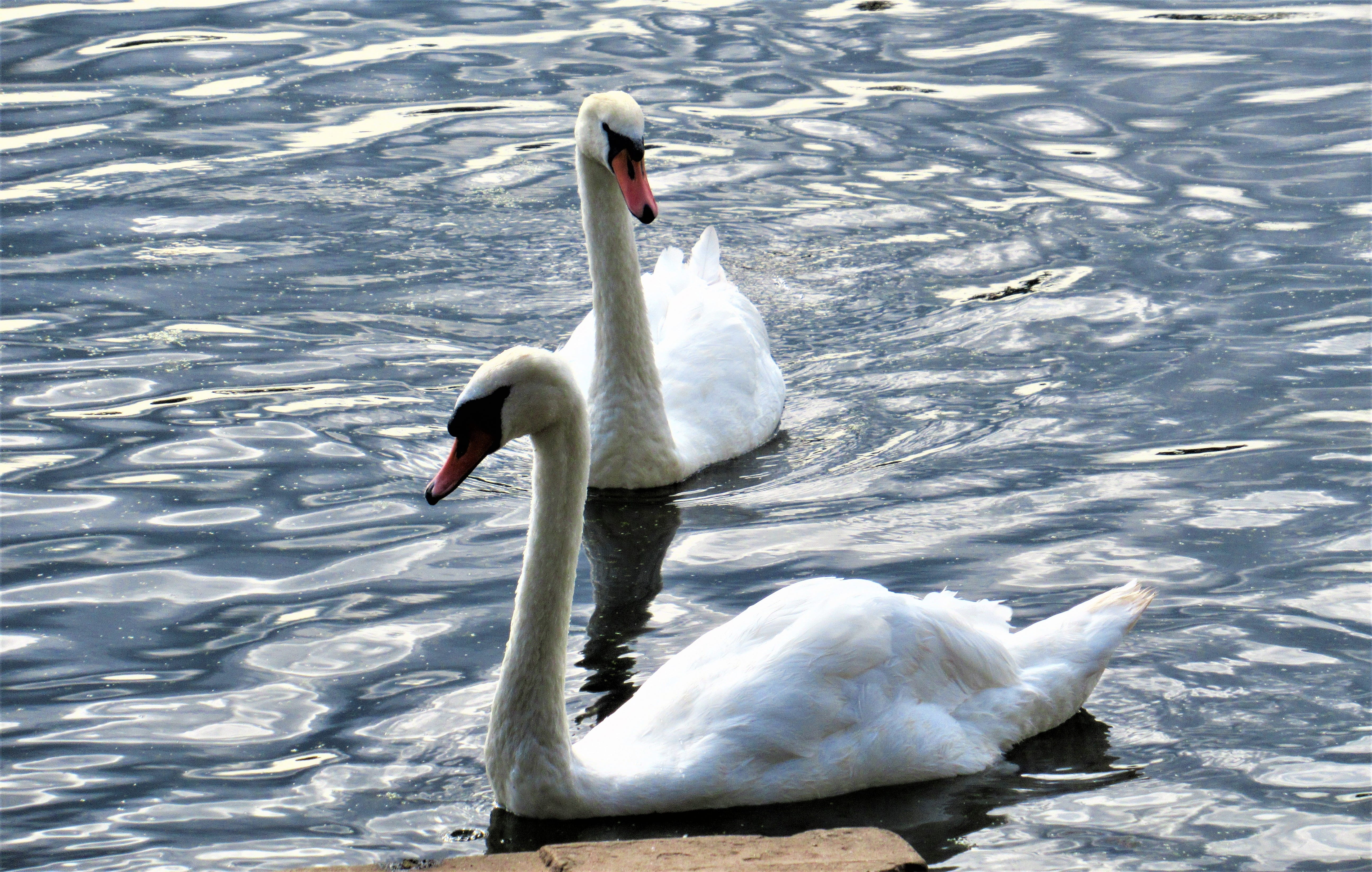 cardiff, animals in the wild, pond, dam, animal themes, swimming, water, bird, lake, vertebrate, waterfront, cygnet, water bird, white color, floating on water, HD Wallpaper