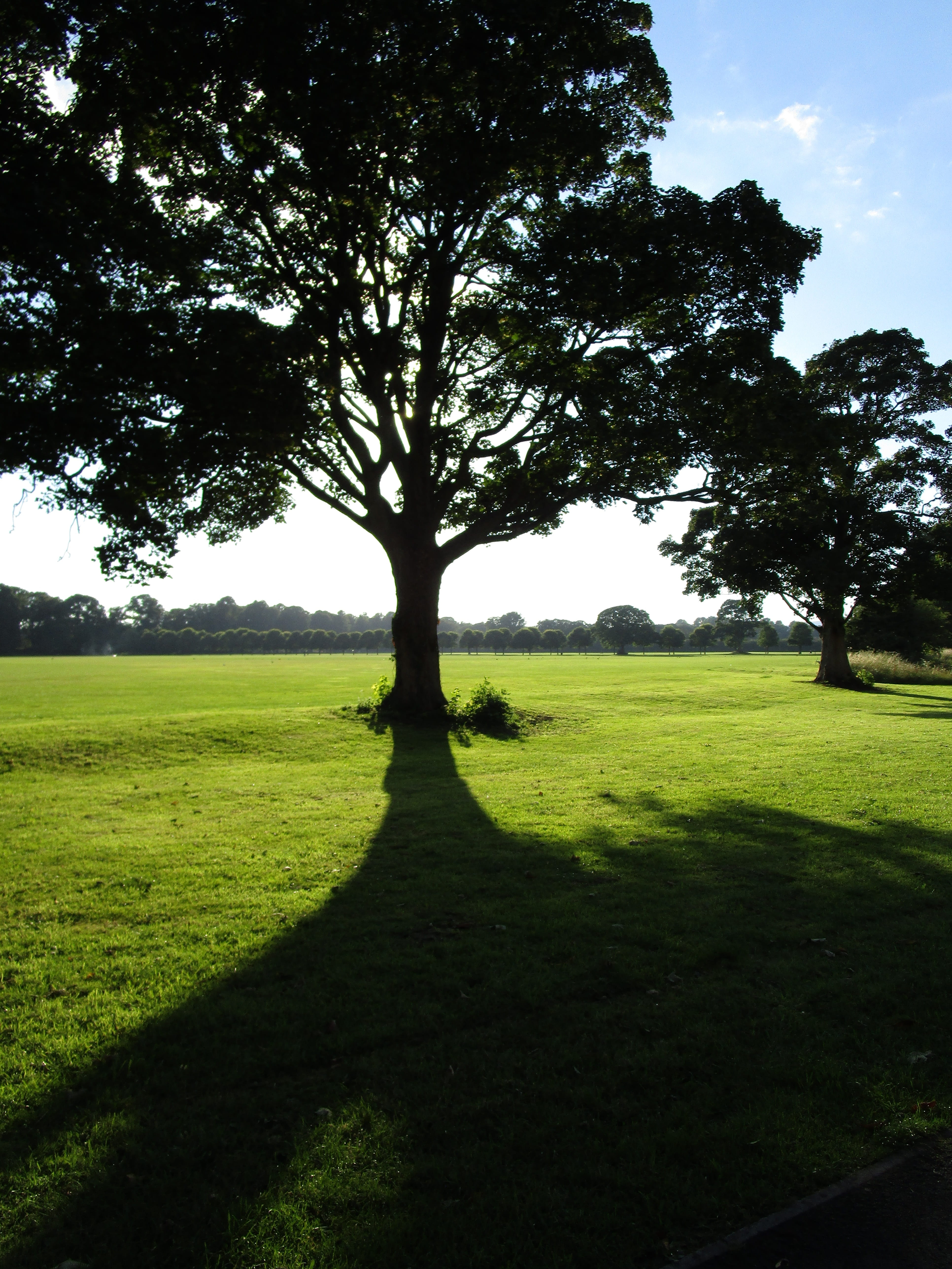 beauty in nature, outdoors, isolated, green, natural, sunset, summer, park, evening, pontcanna fields, no people, land, grass, wales, 5K, tree, tranquility, Phone HD Wallpaper