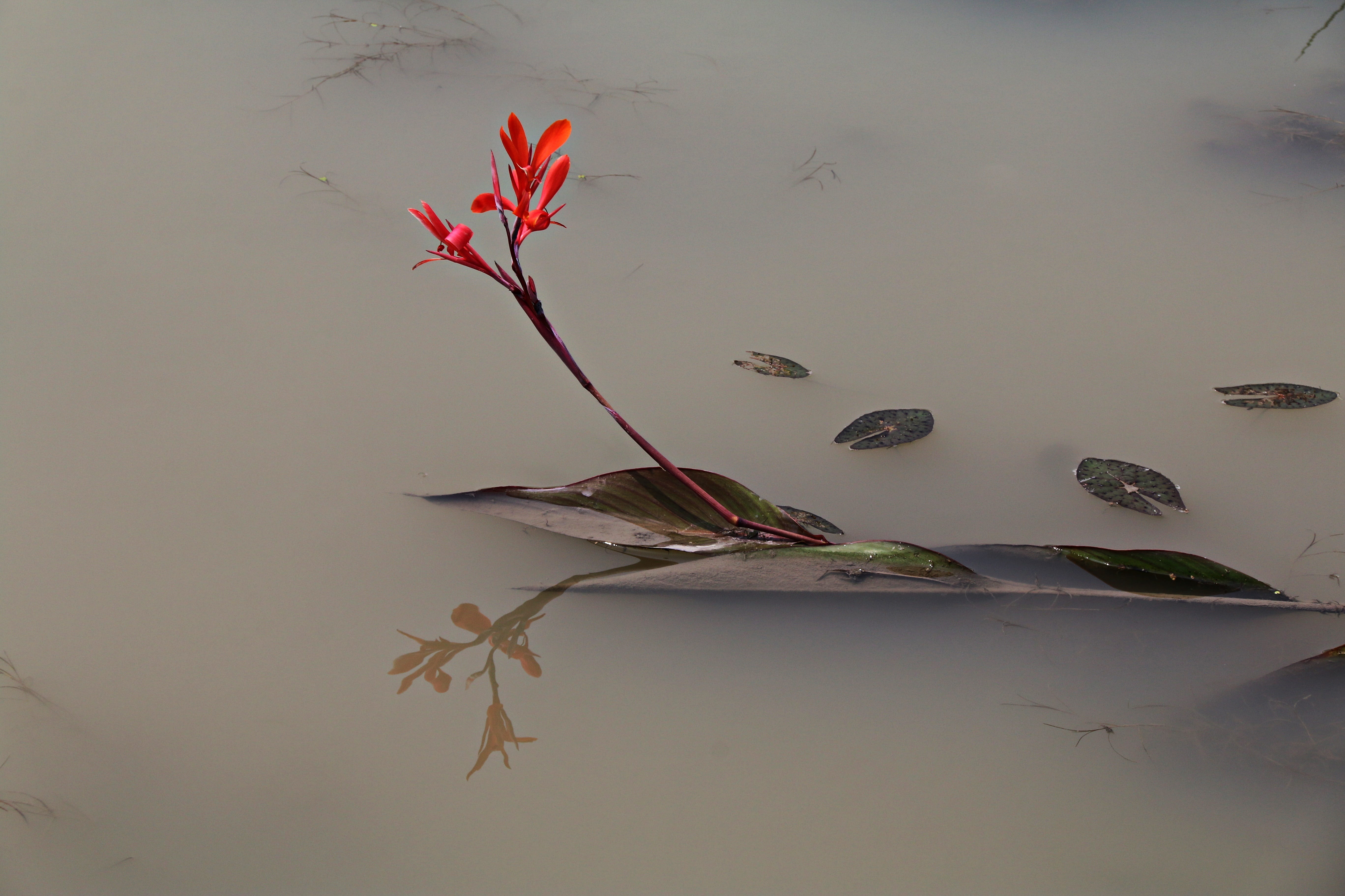 tough love, red flowers, siheung, love, the initial screen, beauty in nature, the body of water, hope, below, lake, gyeonggi do, flowers, lotus garden, HD Wallpaper