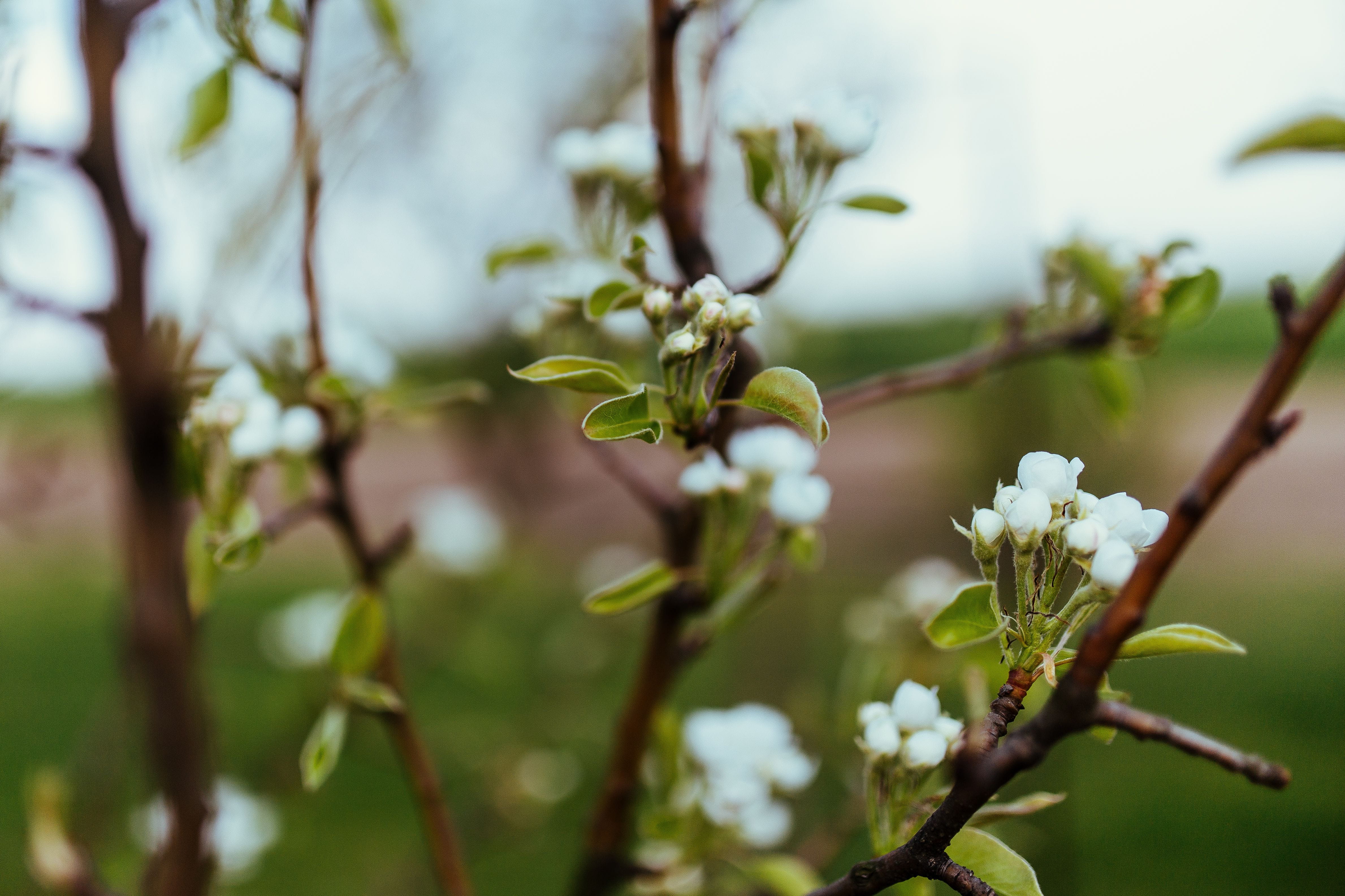 flower head, blossom, leaves, season, tree, fragility, twig, macro, spring, freshness, focus on foreground, bud, flower, growth, outdoors, trees, plant, HD Wallpaper