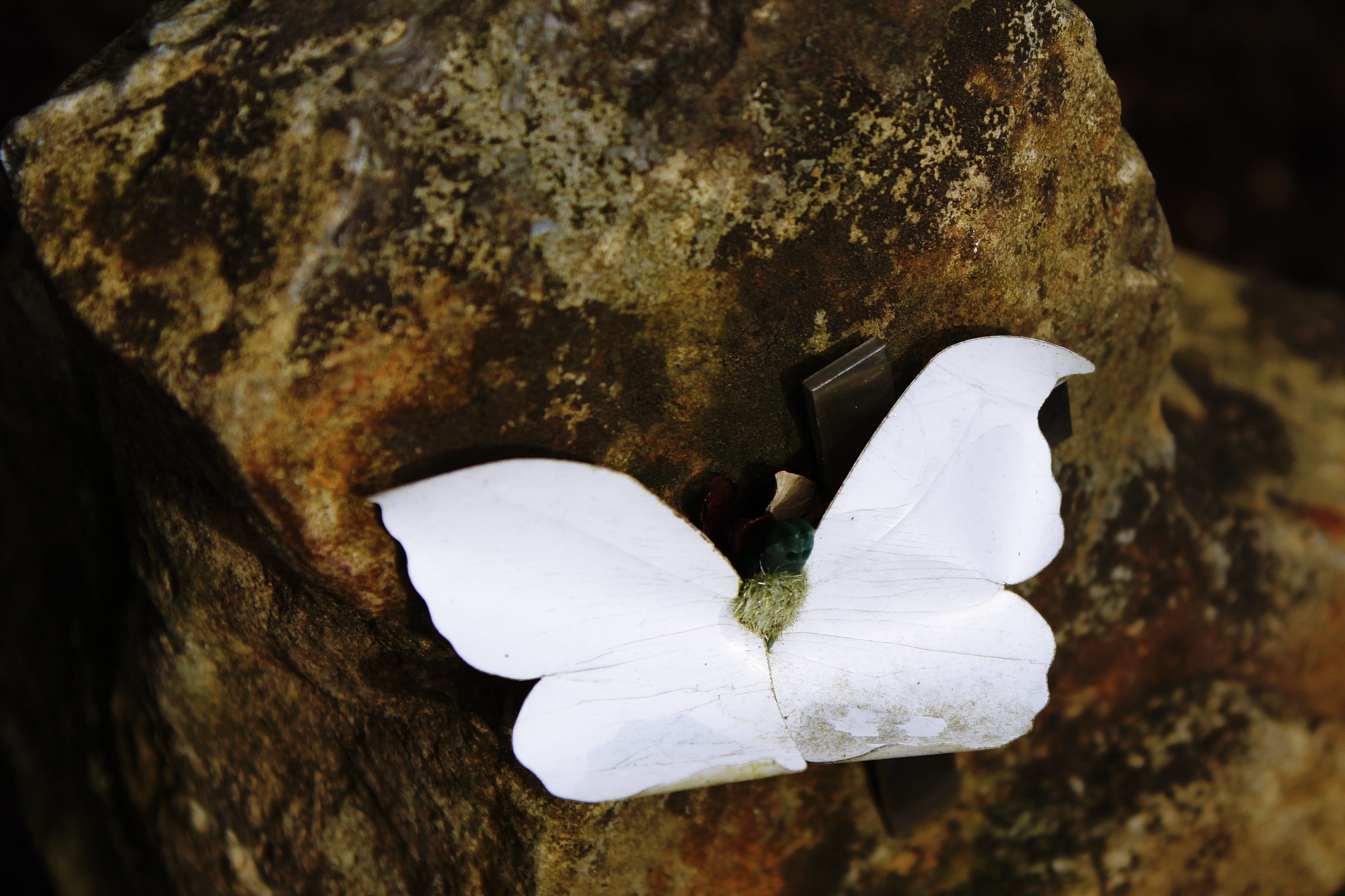 condolences, surface, petal, mourning, religion, animal wildlife, fragility, rock - object, christian, art, beauty in nature, white color, peaceful, flower, HD Wallpaper