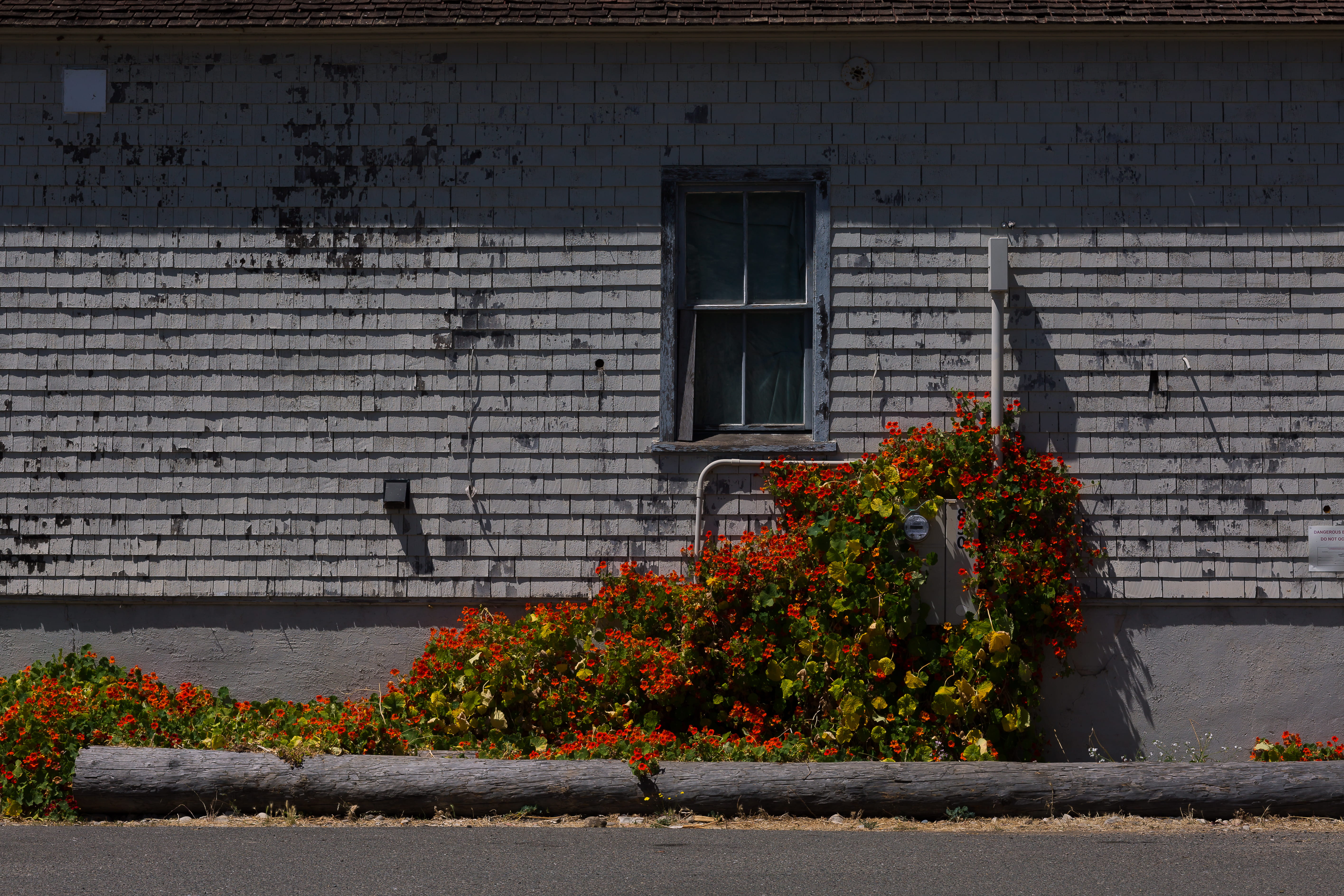 pavement, walkway, day, bird, city, tire, plant, concrete, brick, building exterior, shutter, autumn, residential district, architecture, curtain, white, HD Wallpaper