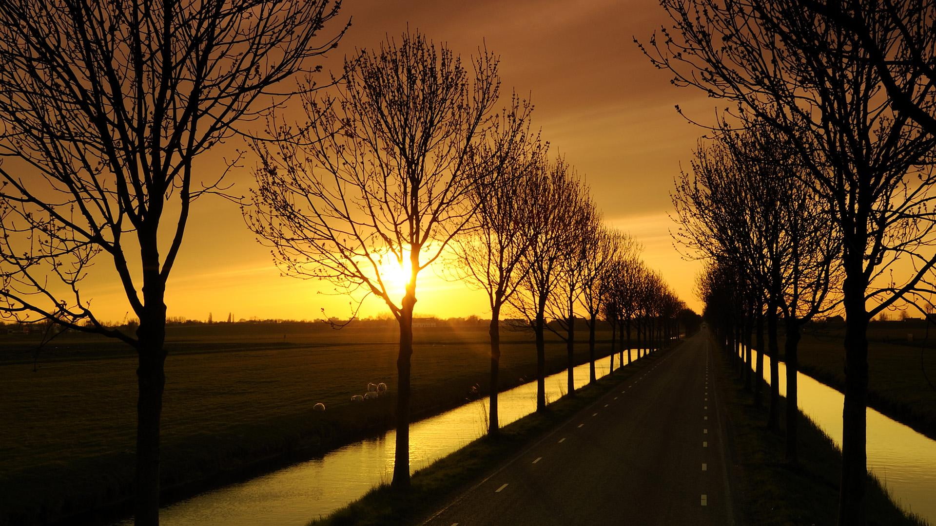 sunny, gold, wool, beije, widescreen, paisaje, nice, 1080P, gone, day, landscapes, peisaje, horizon, picture, photo, HD Wallpaper