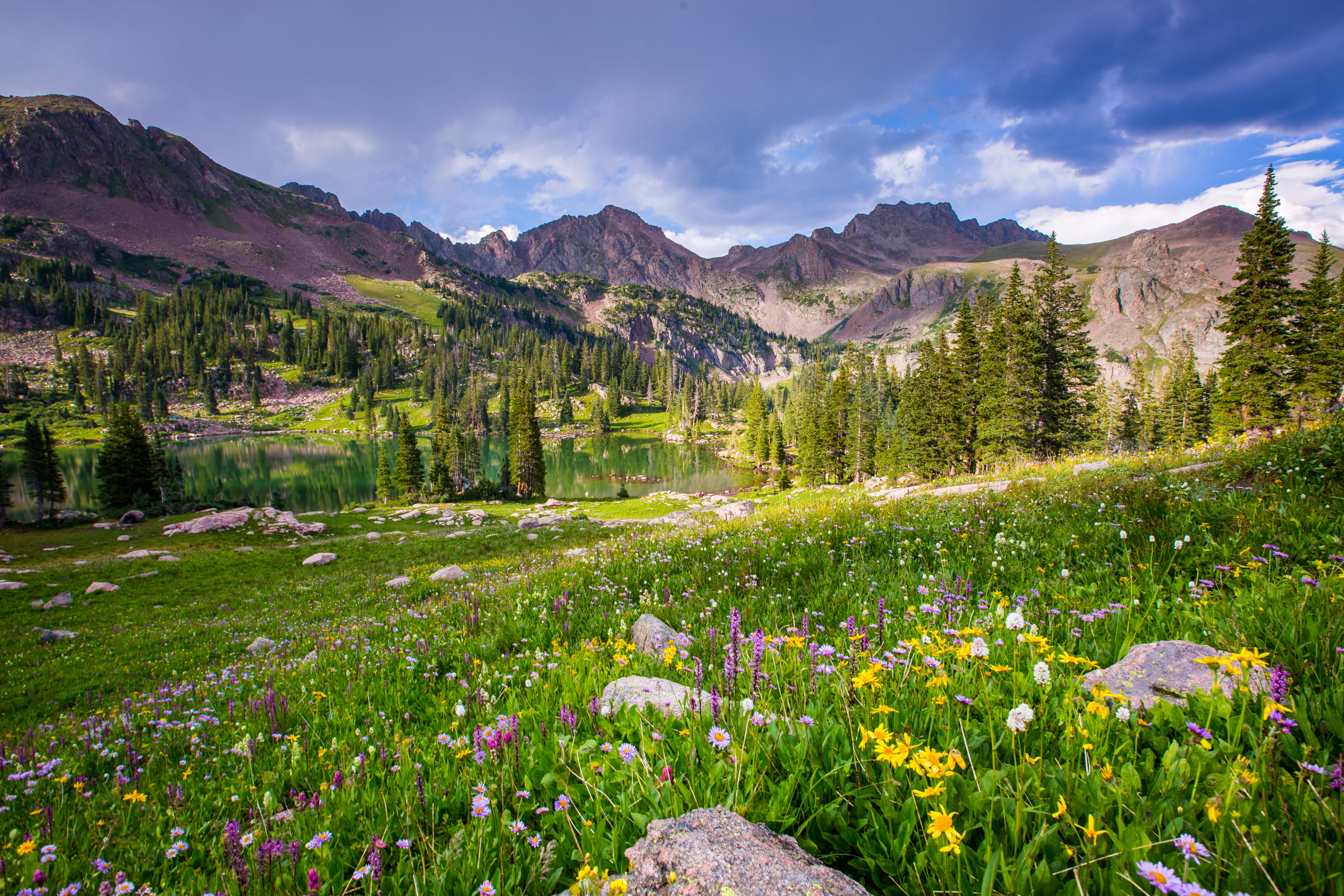 pine woodland, mountain, national forest, flower, land, summer, cloud - sky, outdoors, beauty in nature, pine tree, wilderness, tree, clouds, activity, HD Wallpaper