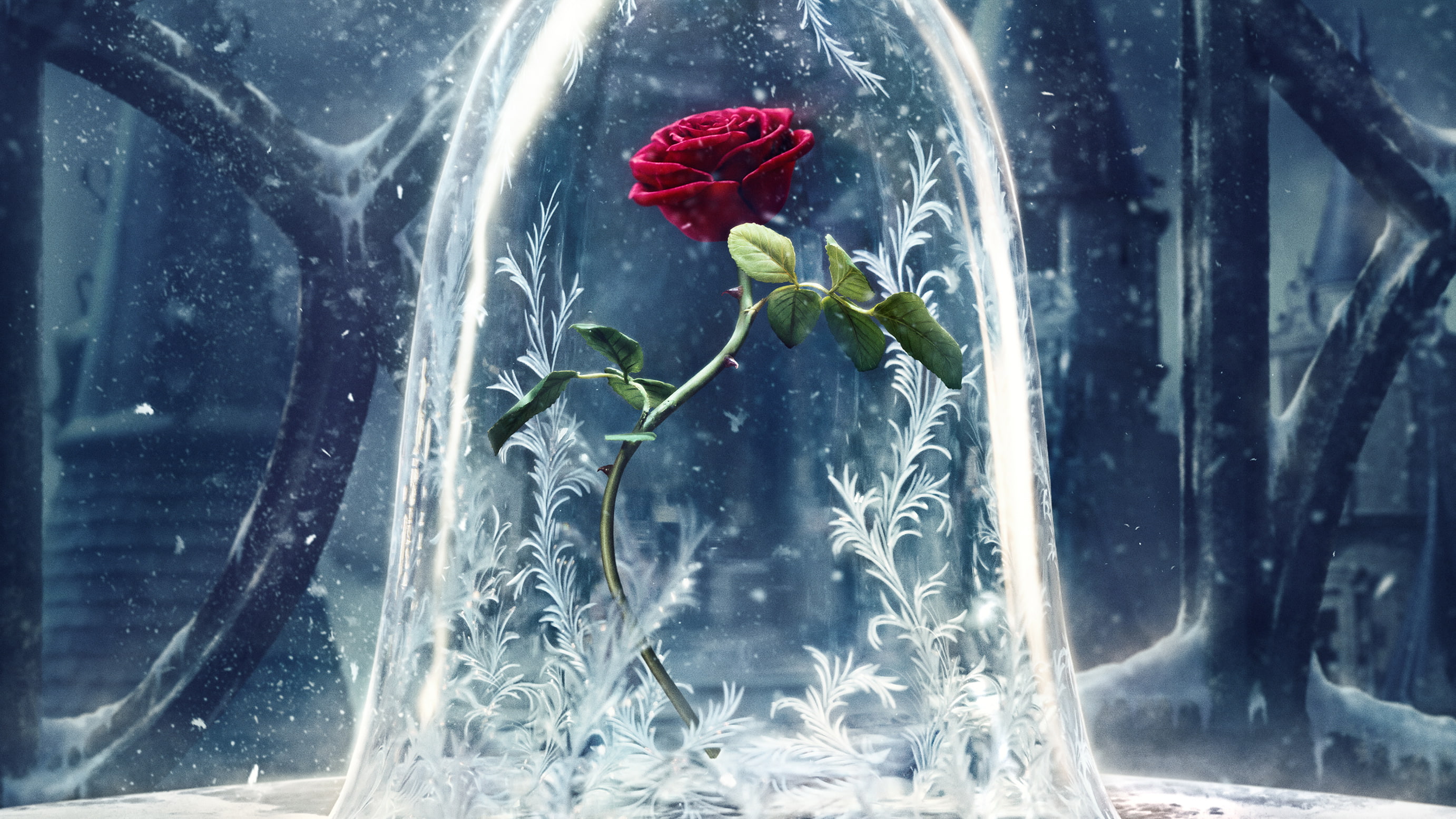 glass, nature, Disney, window, day, red, flower, no people, Beauty and the Beast, vulnerability, reflection, indoors, focus on foreground, glass - material, HD Wallpaper