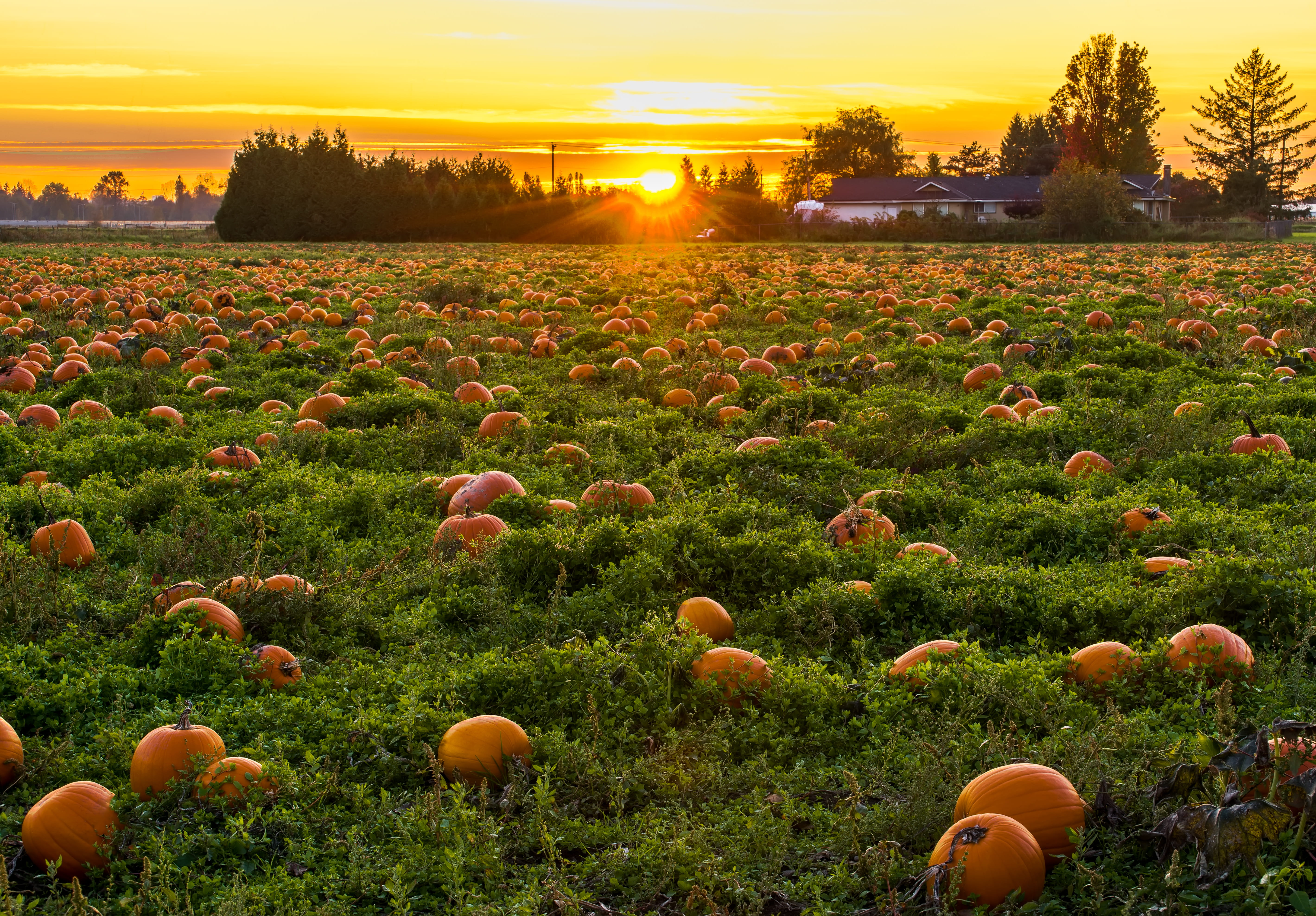 halloween, farm, vibrant, outdoors, land, environment, growth, outdoor, lens flare, dawn, plant, sunrise, tree, nature, sunset, scenics - nature, sun, sunlight, HD Wallpaper