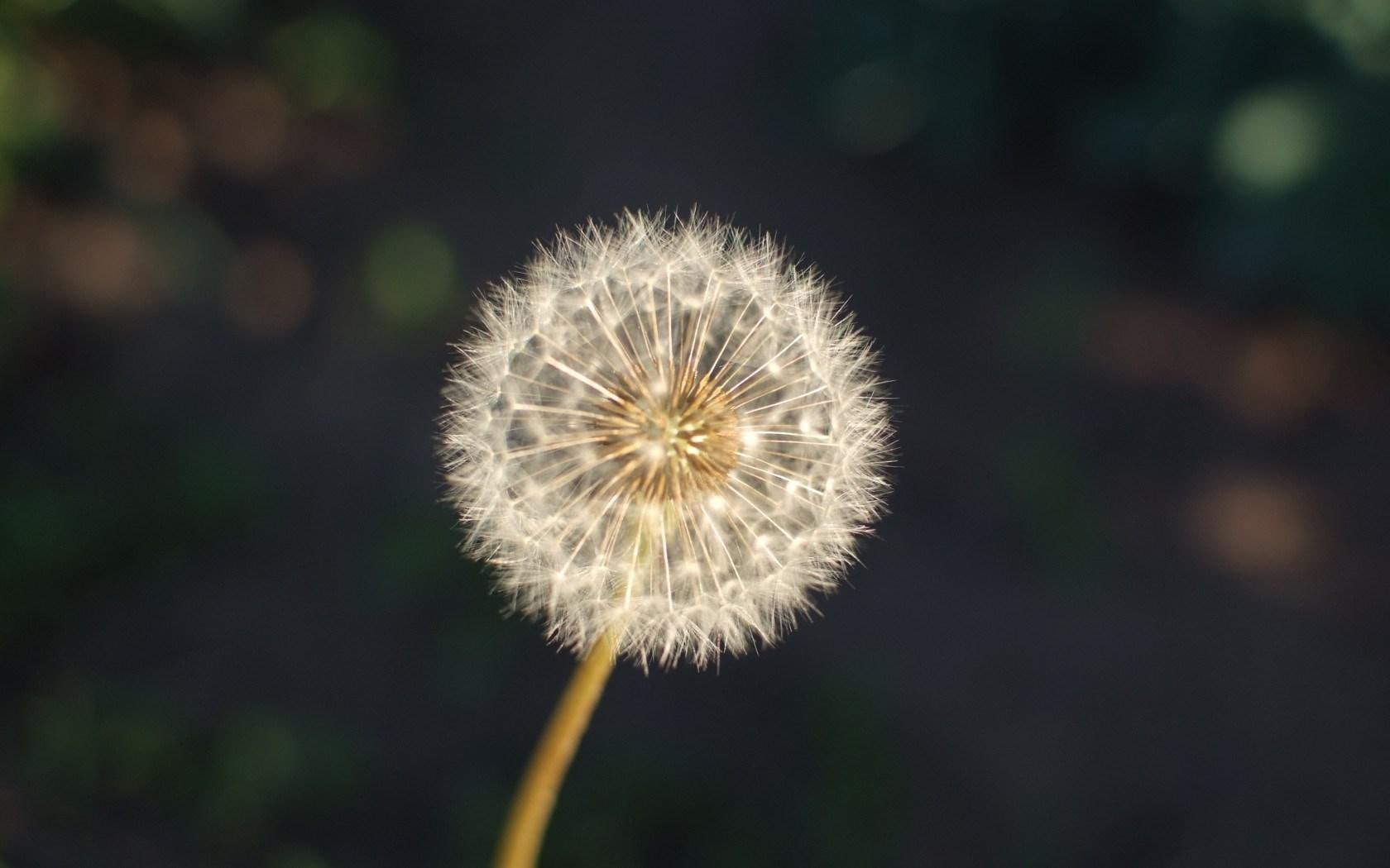 macro, dandelion, 720P, HD Wallpaper