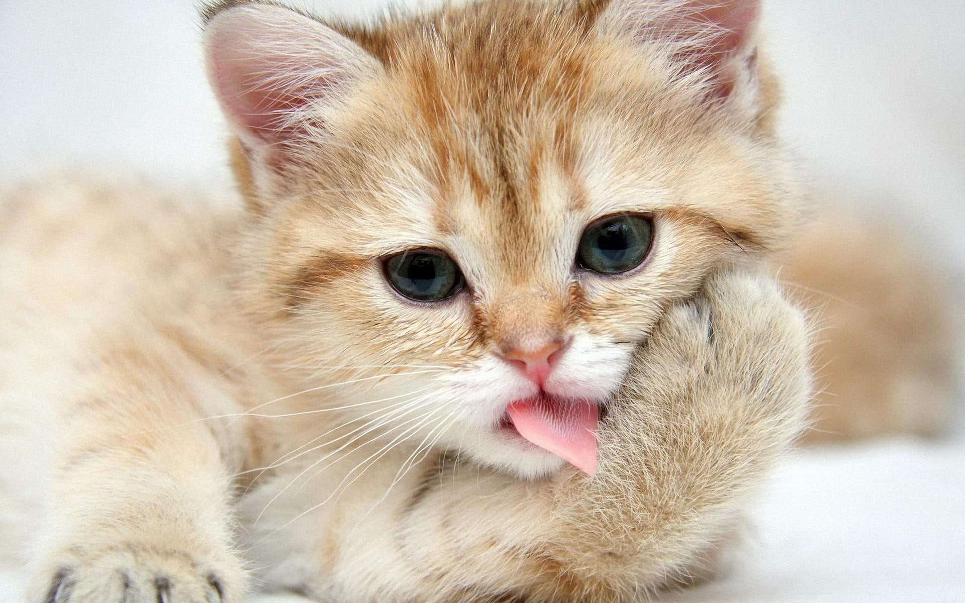 animals, cats, picture, 1080P, high, quality, HD Wallpaper