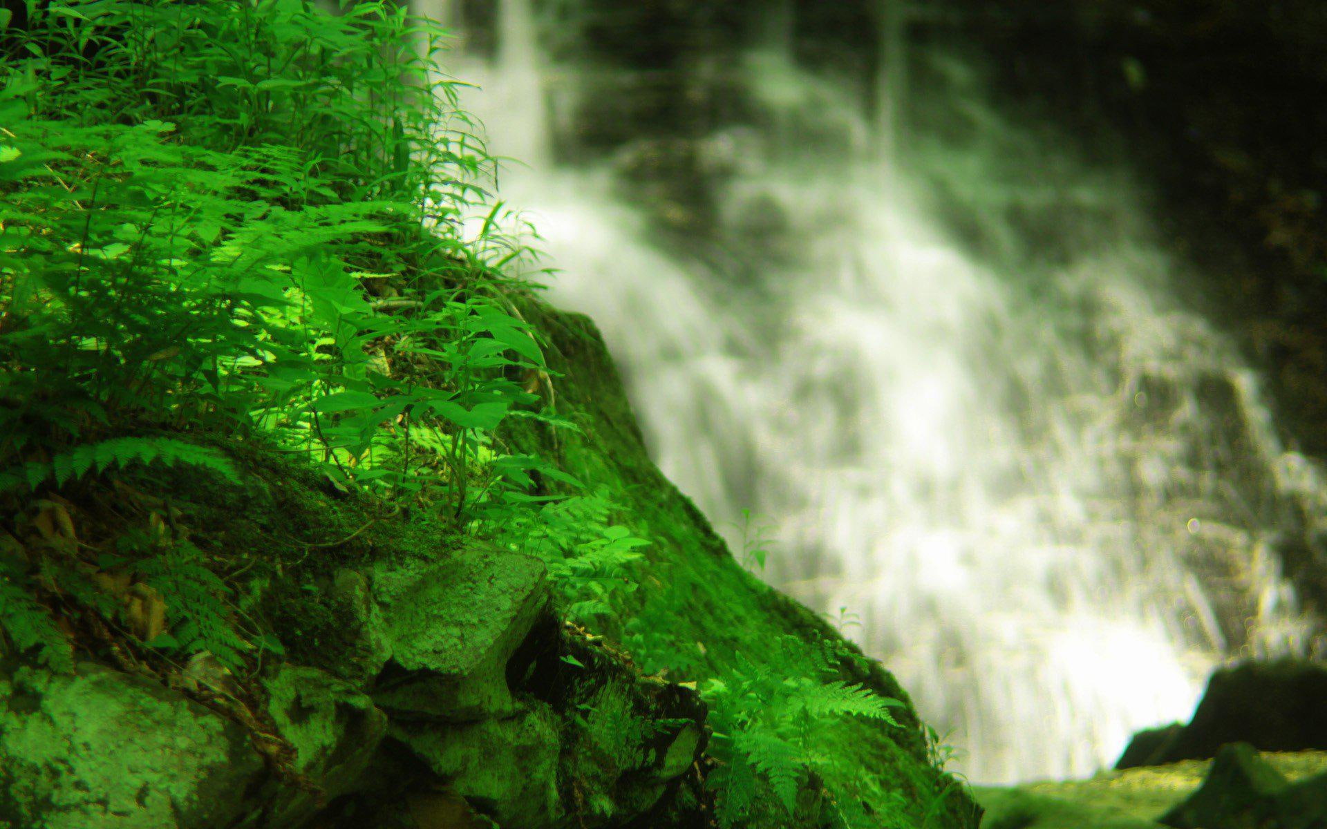 quality, high, forests, plants, picture, 1080P, waterfalls, HD Wallpaper