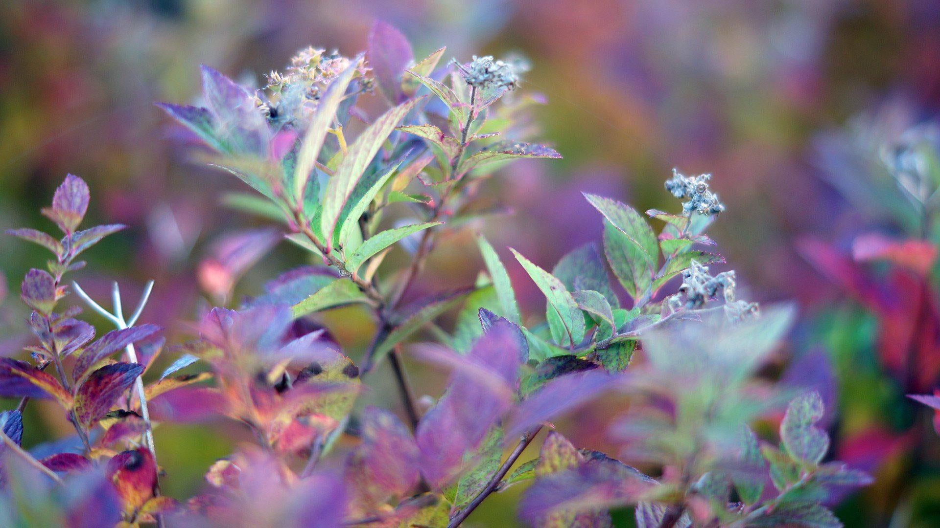 picture, quality, high, 1080P, plants, HD Wallpaper