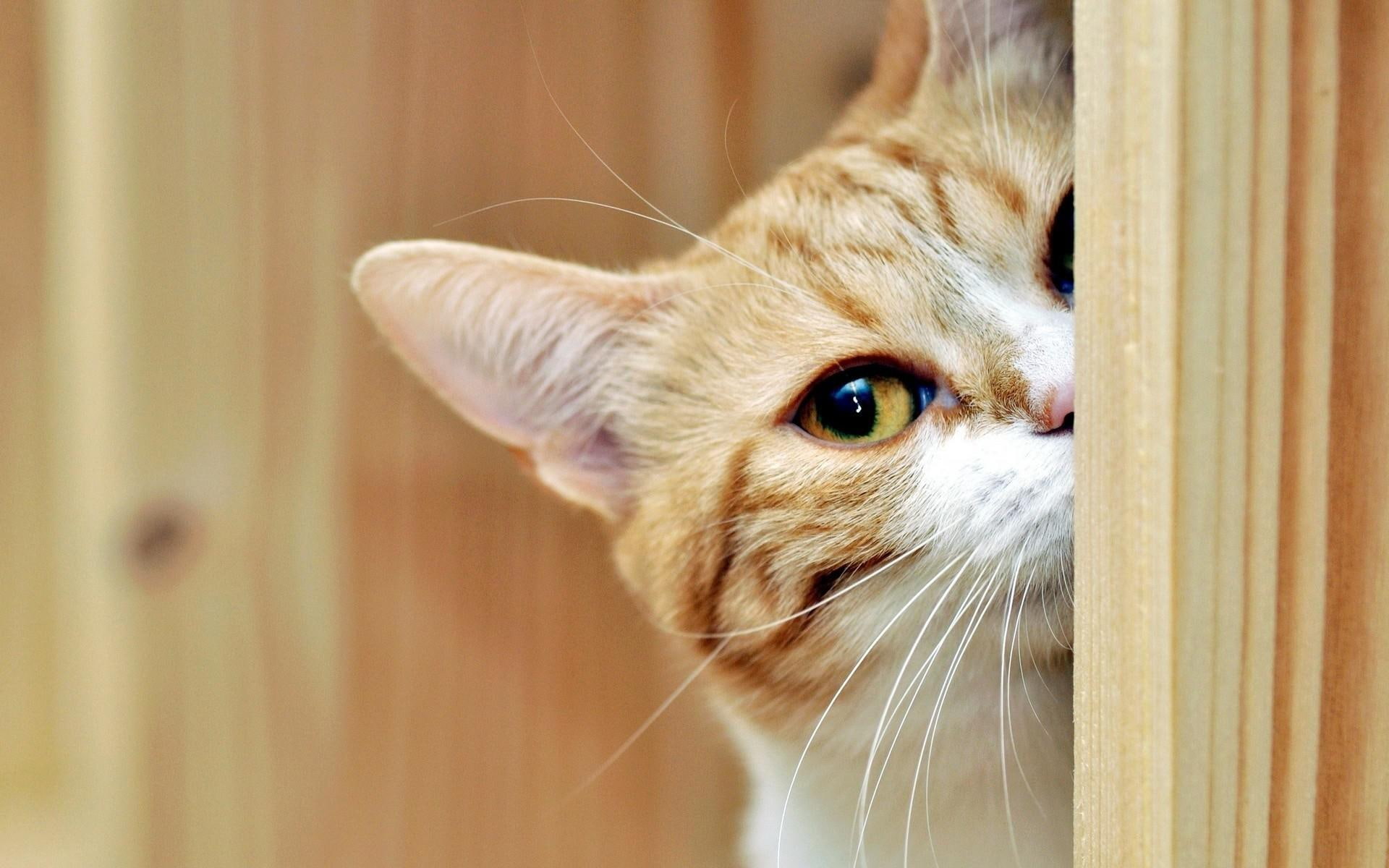 pets, cats, high, animals, eyes, cars, picture, quality, 1080P, HD Wallpaper