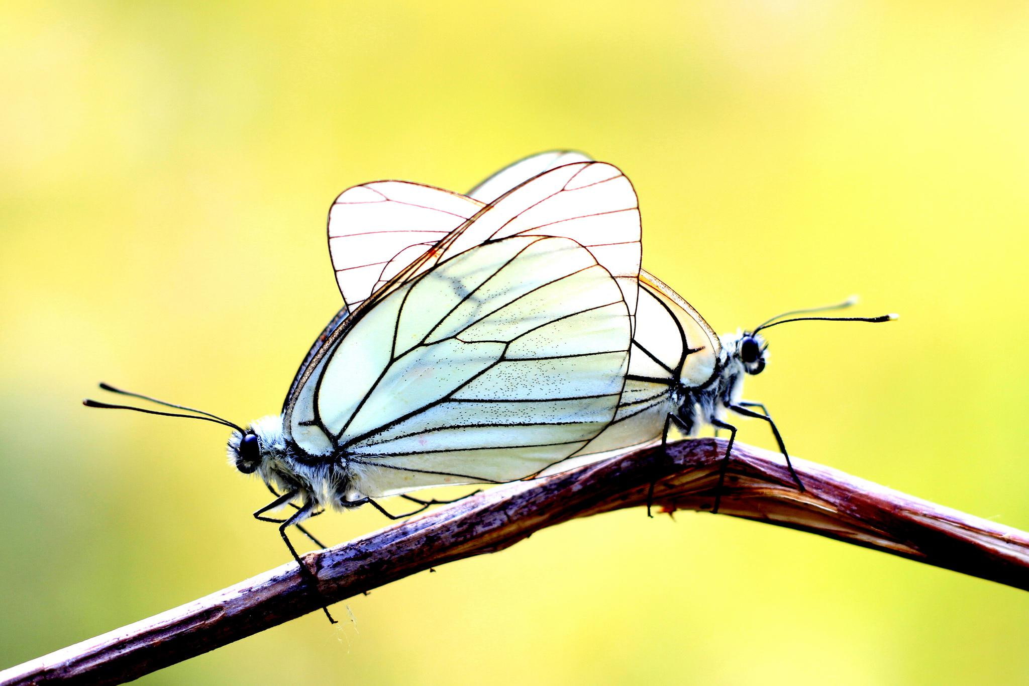 branch, picture, high, butterfly, bokeh, insects, 1080P, quality, HD Wallpaper